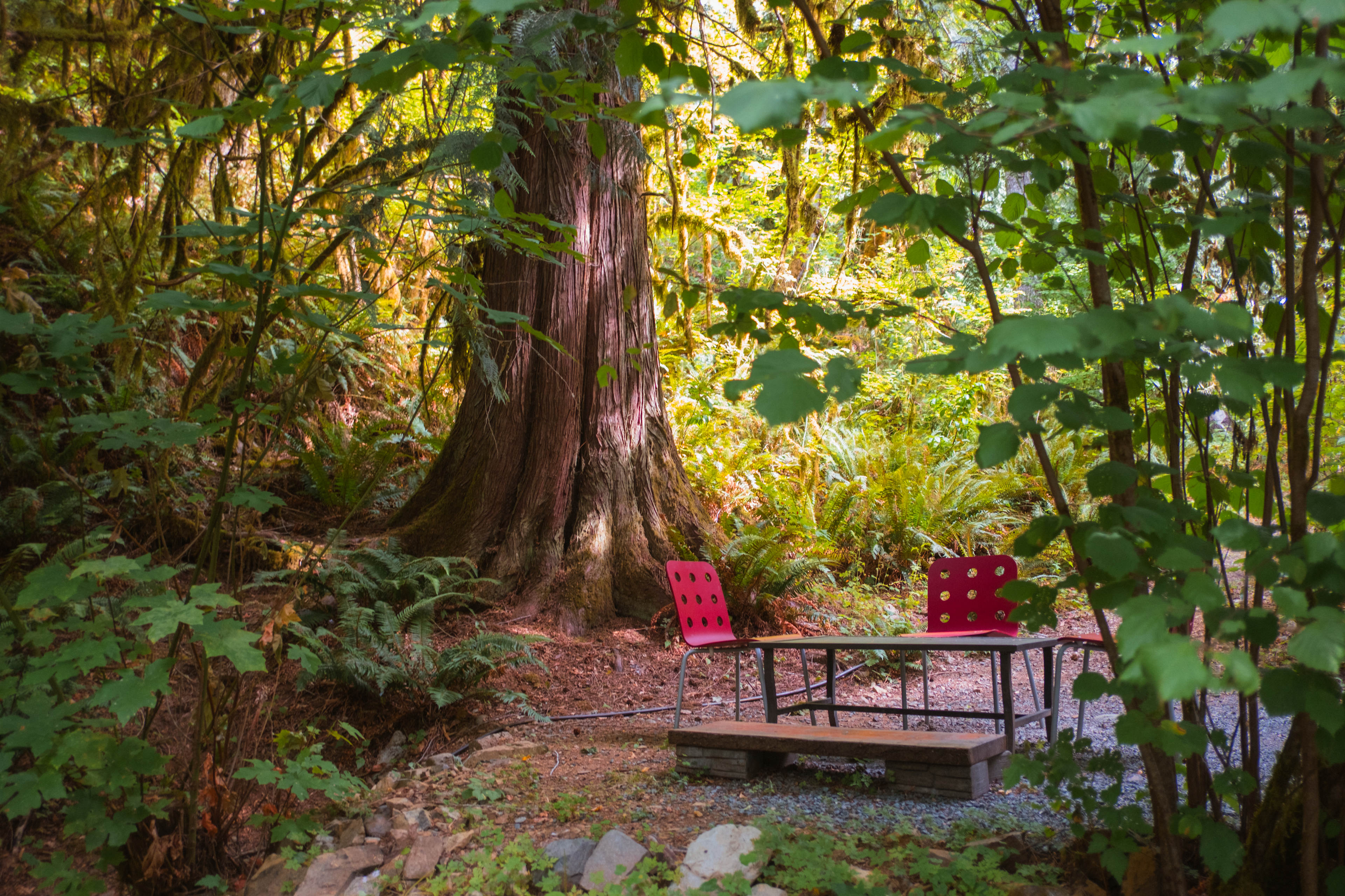 outdoor seating area surrounded by lush greenery