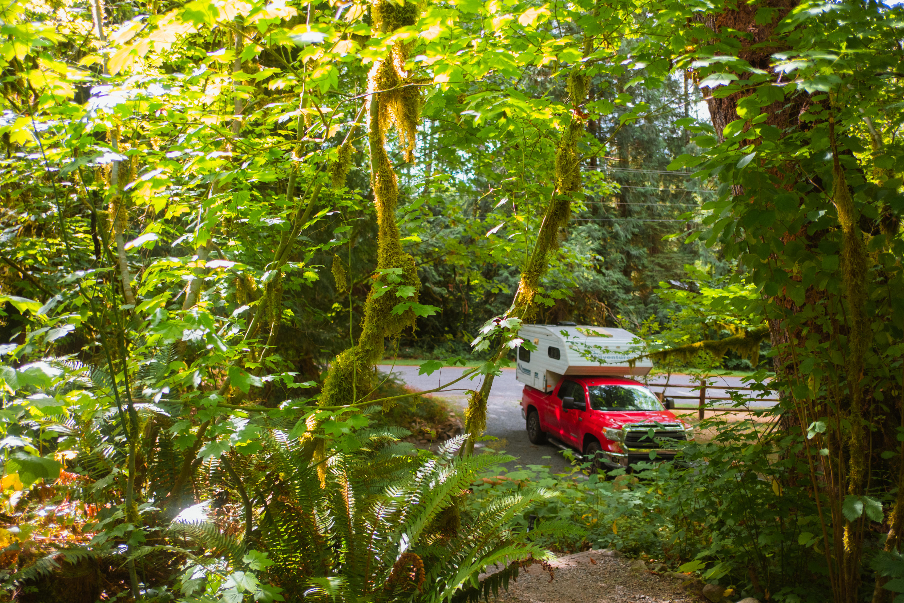 Greenery surrounding the walkway to the parking area