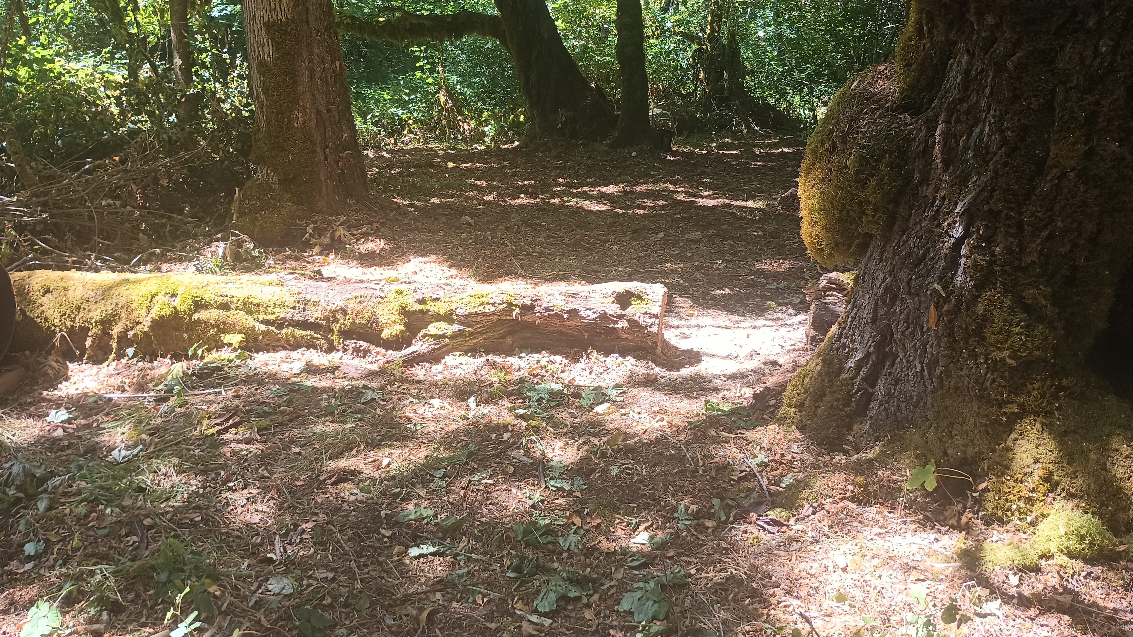 Forested Refuge @ Marley's Crossing