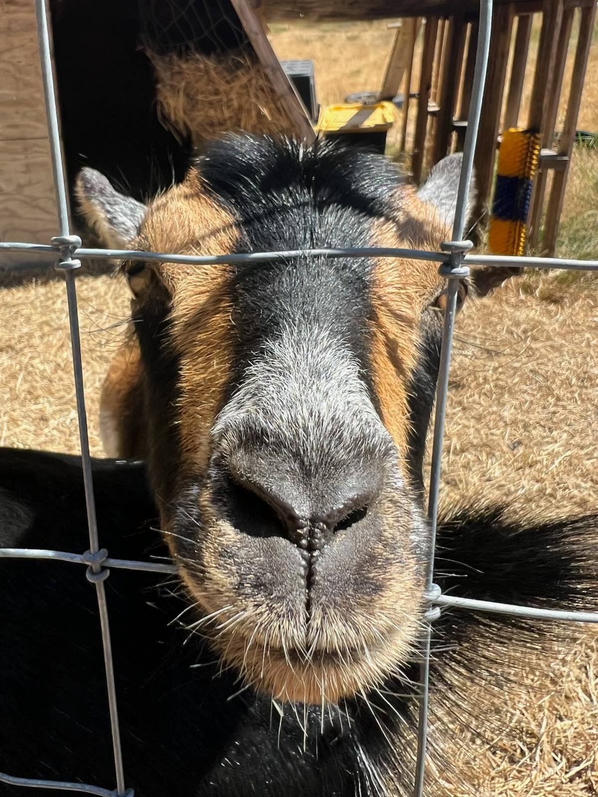 Shindiggin Goat Ranch