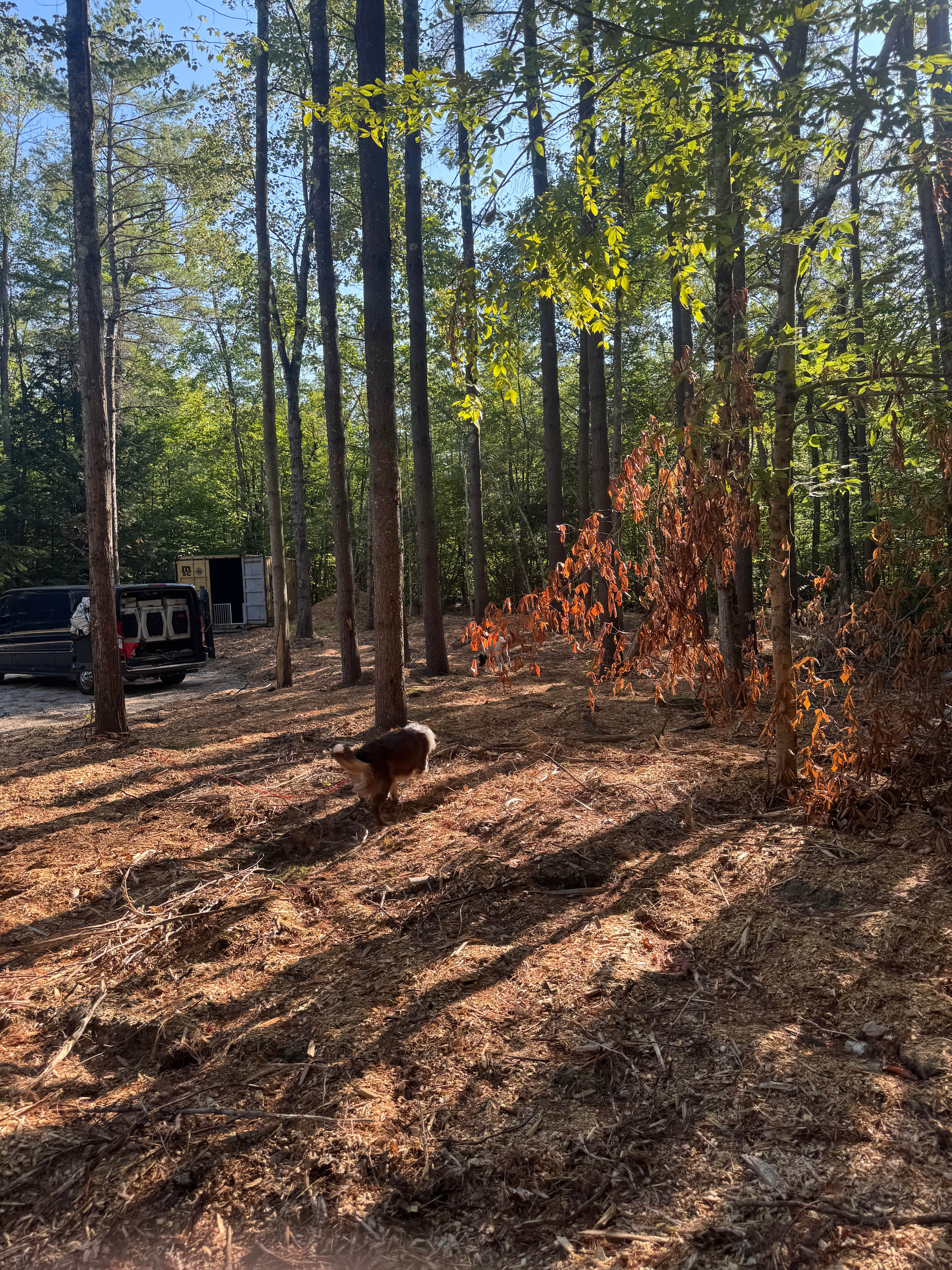 Bark Around Livermore Falls