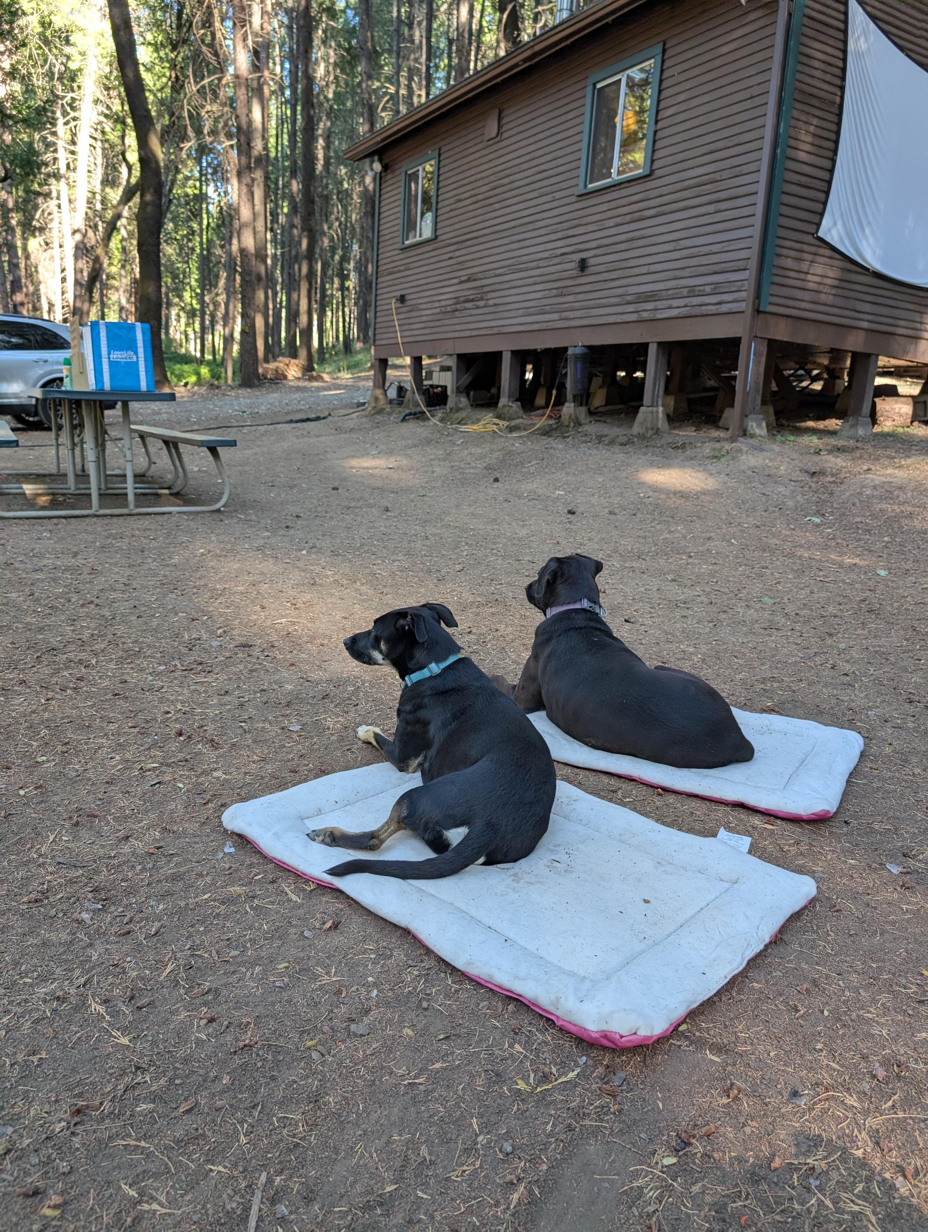 Unplug for nature, dogs, and kids