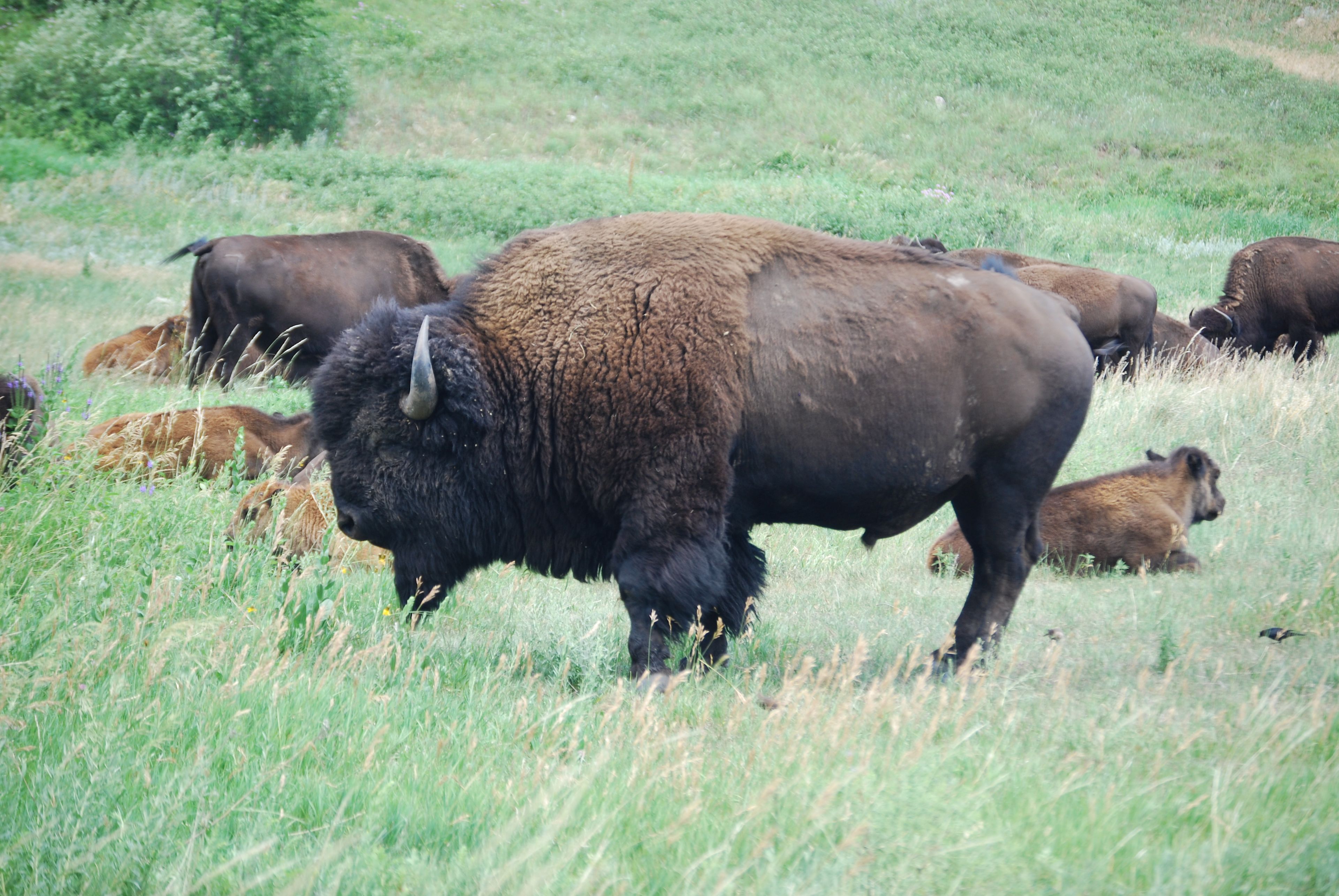 Spearfish City Campground