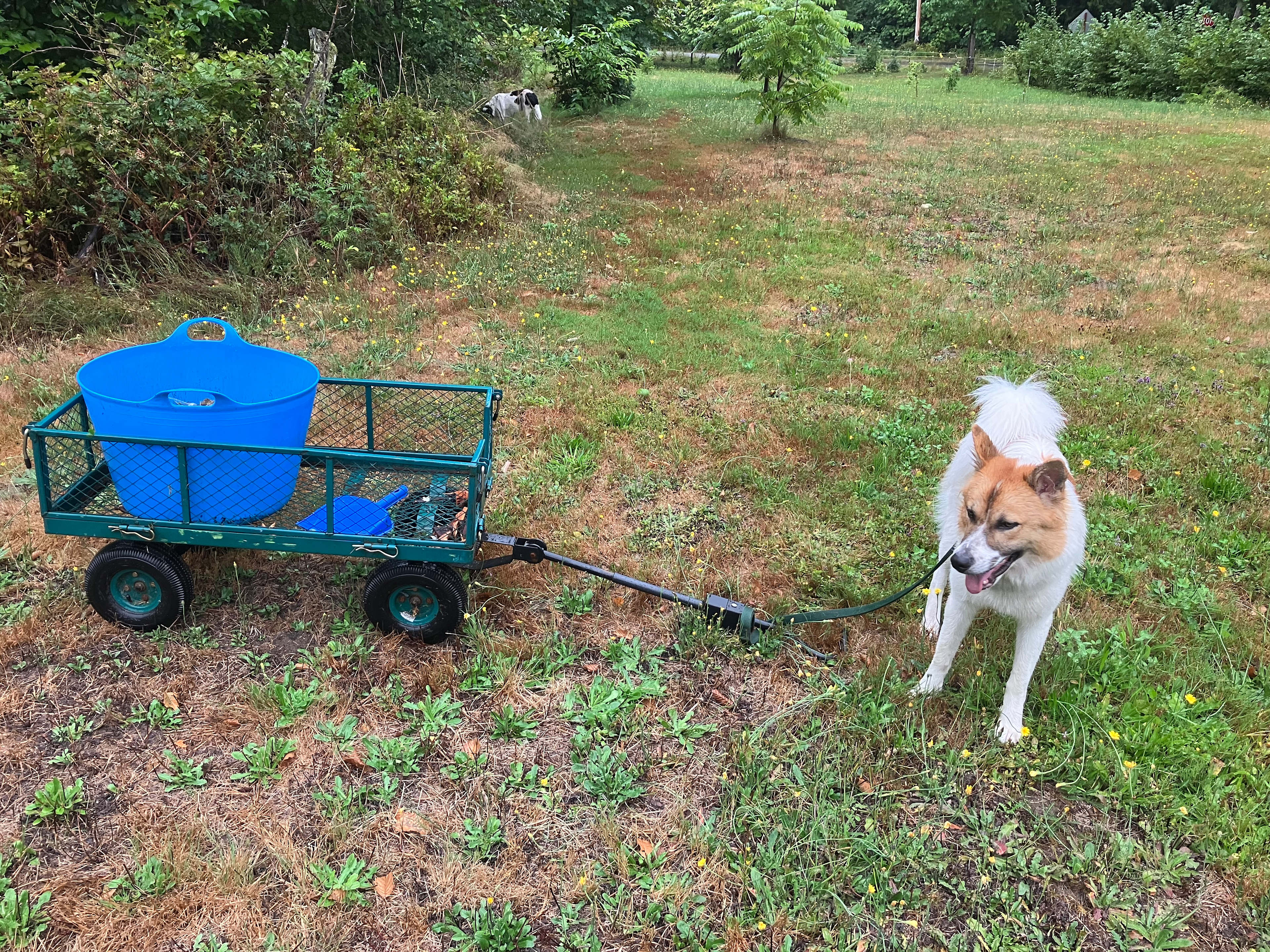 Twin Cedars Cascadia