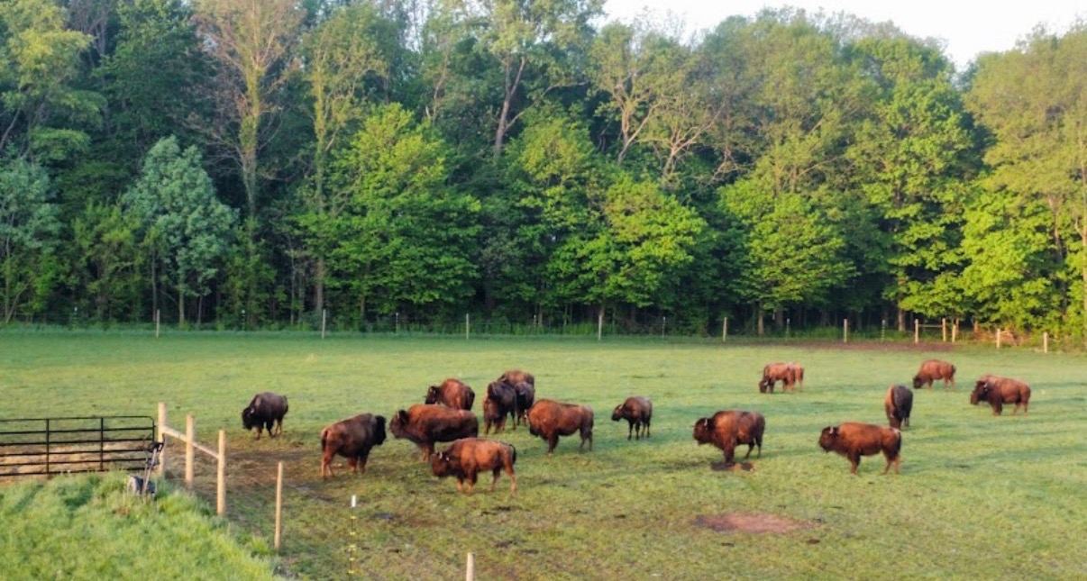 Bison Gazing at White Oaks Bison