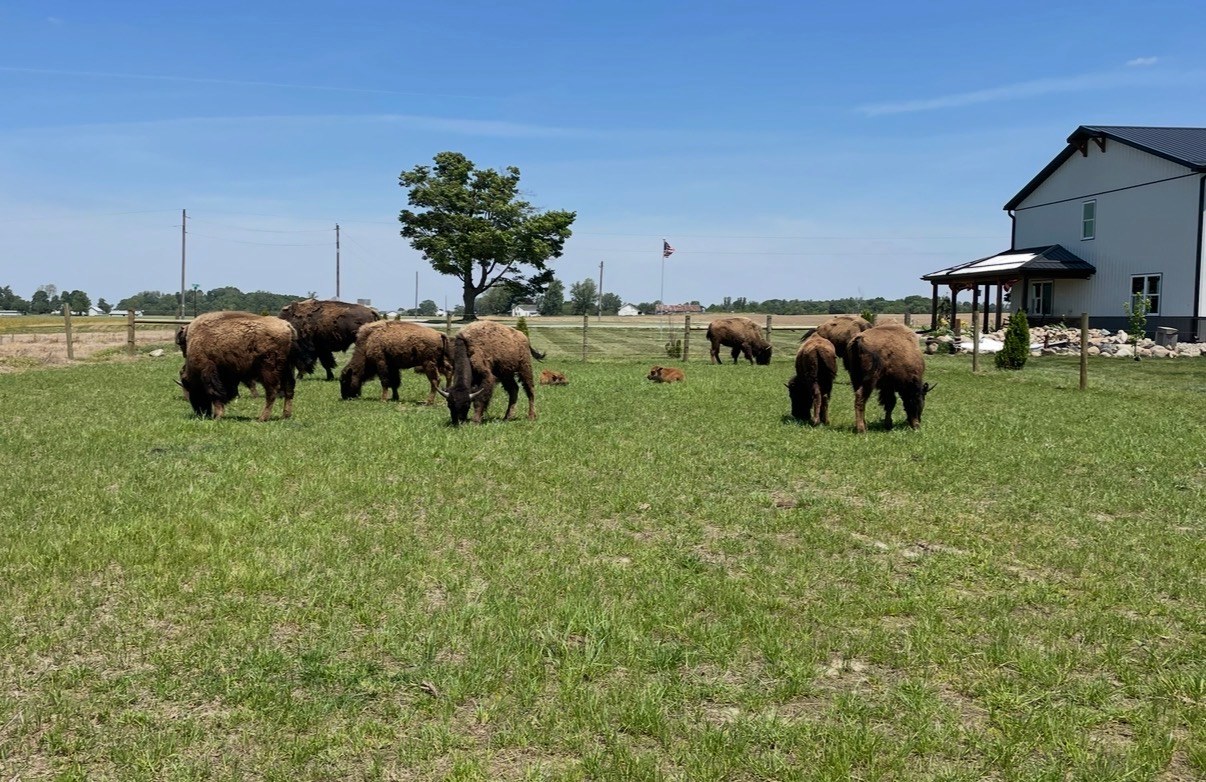 Bison Gazing at White Oaks Bison