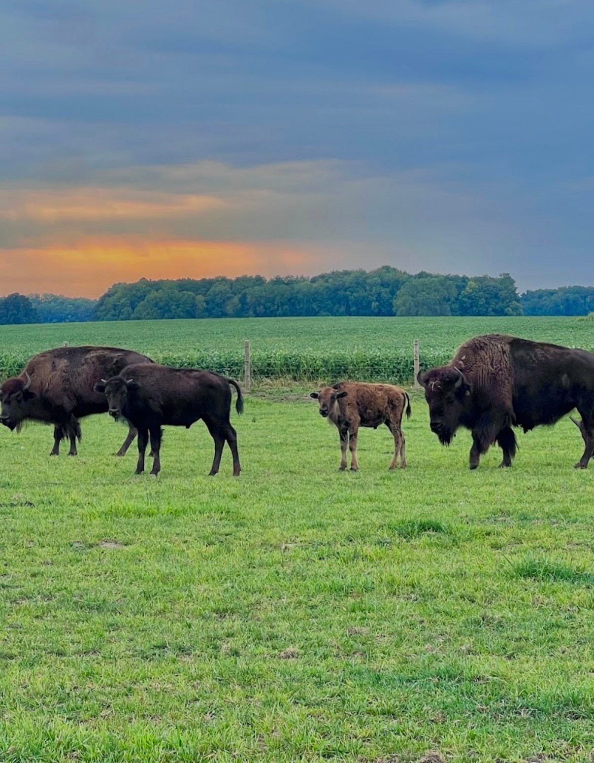 Bison Gazing at White Oaks Bison