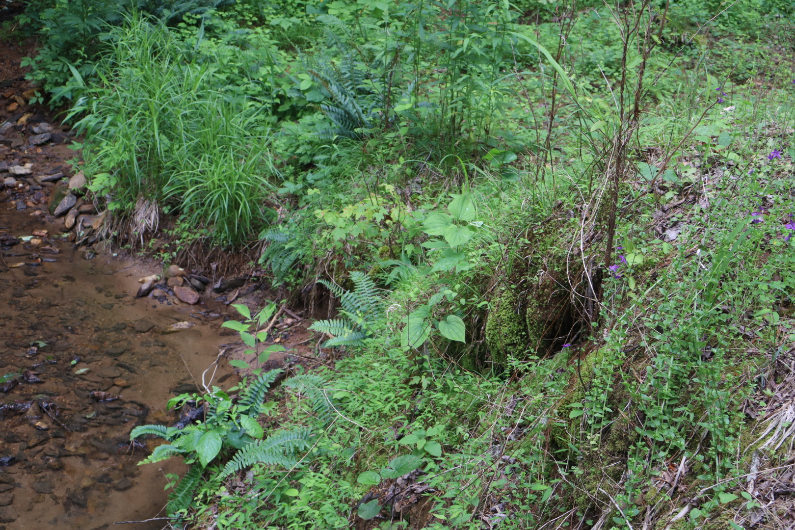 Creekside Bear's Den