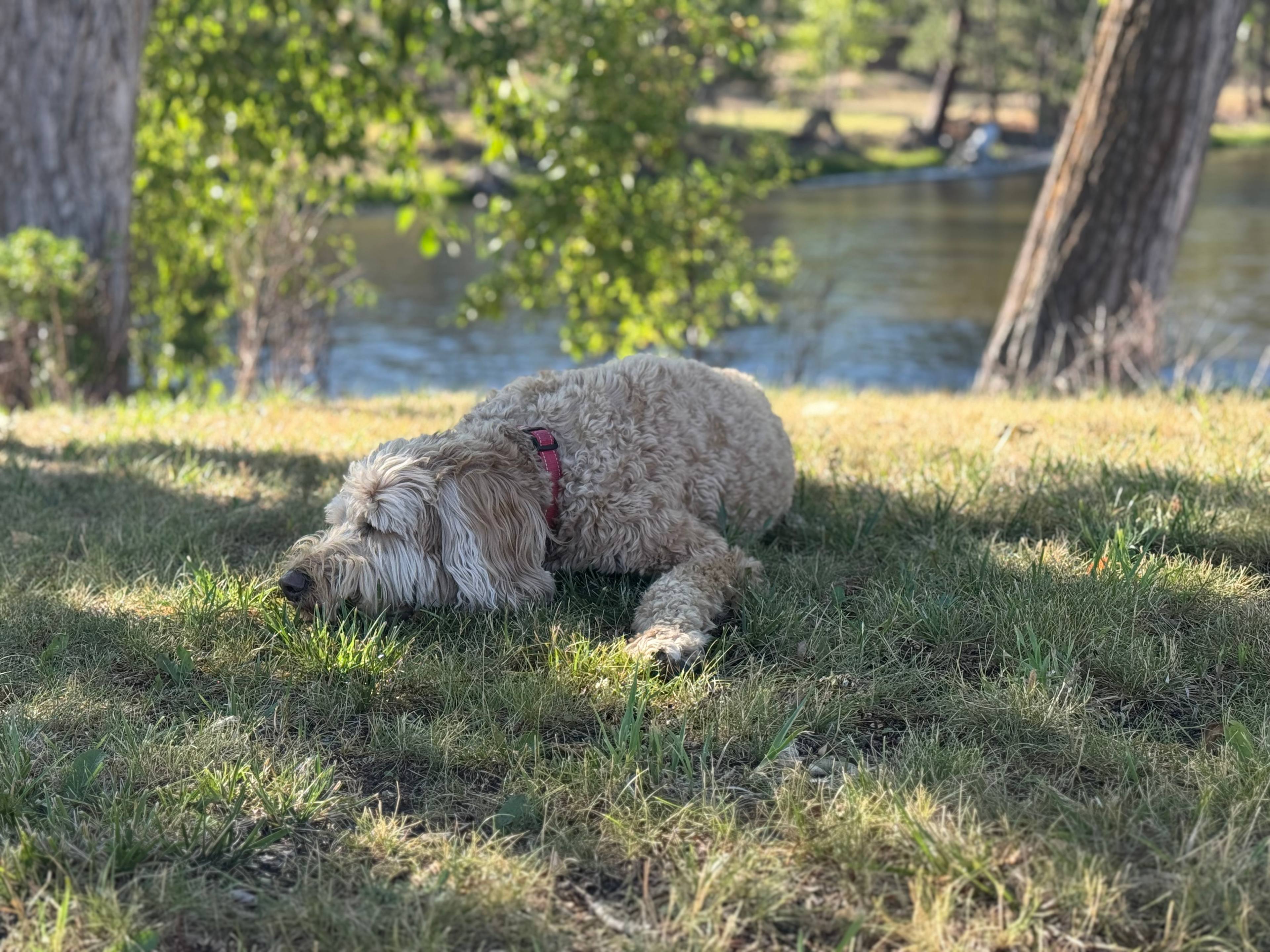 Barley Doodle Facebook friend 