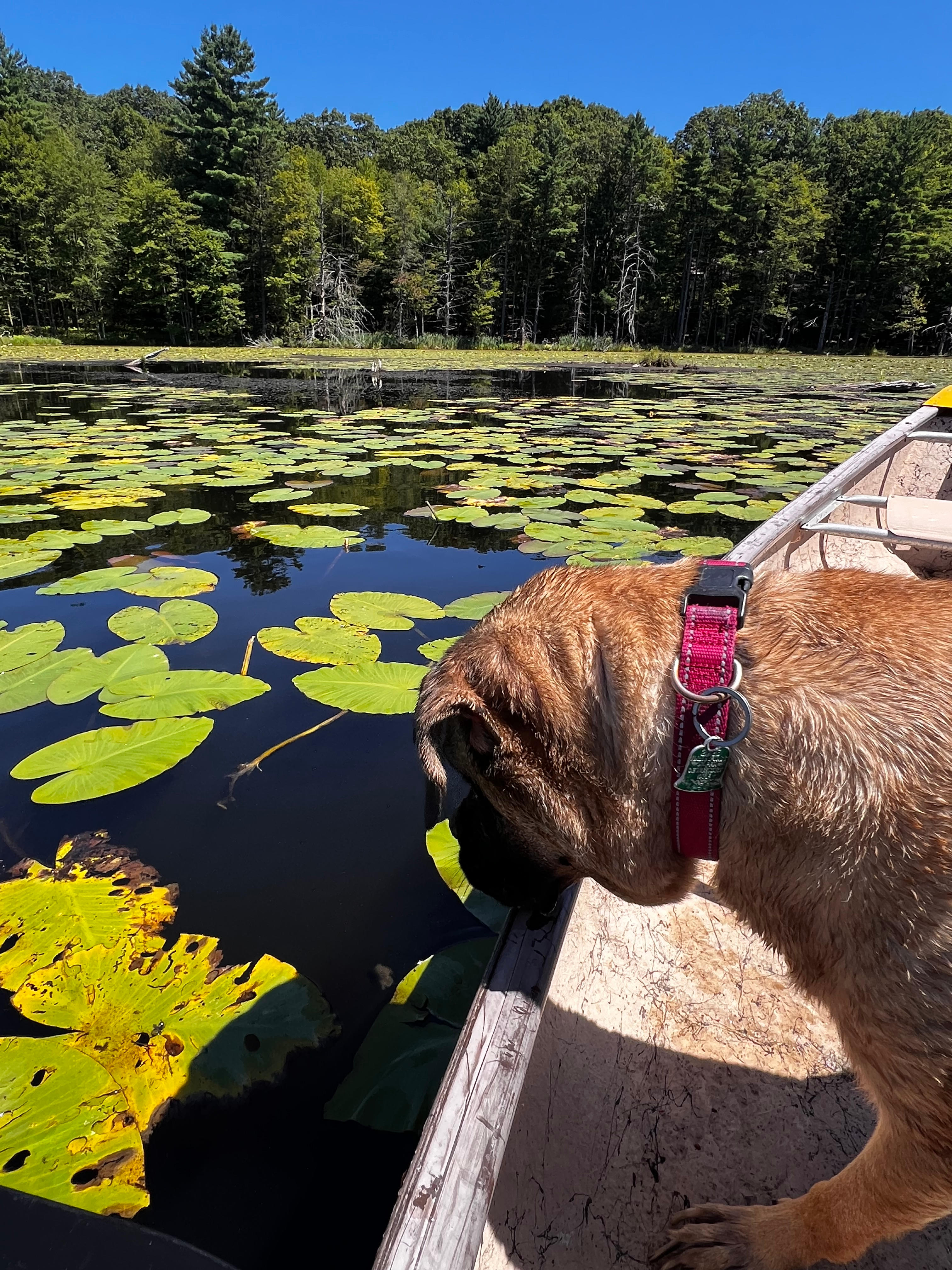 The Dam House At Beaver Pond