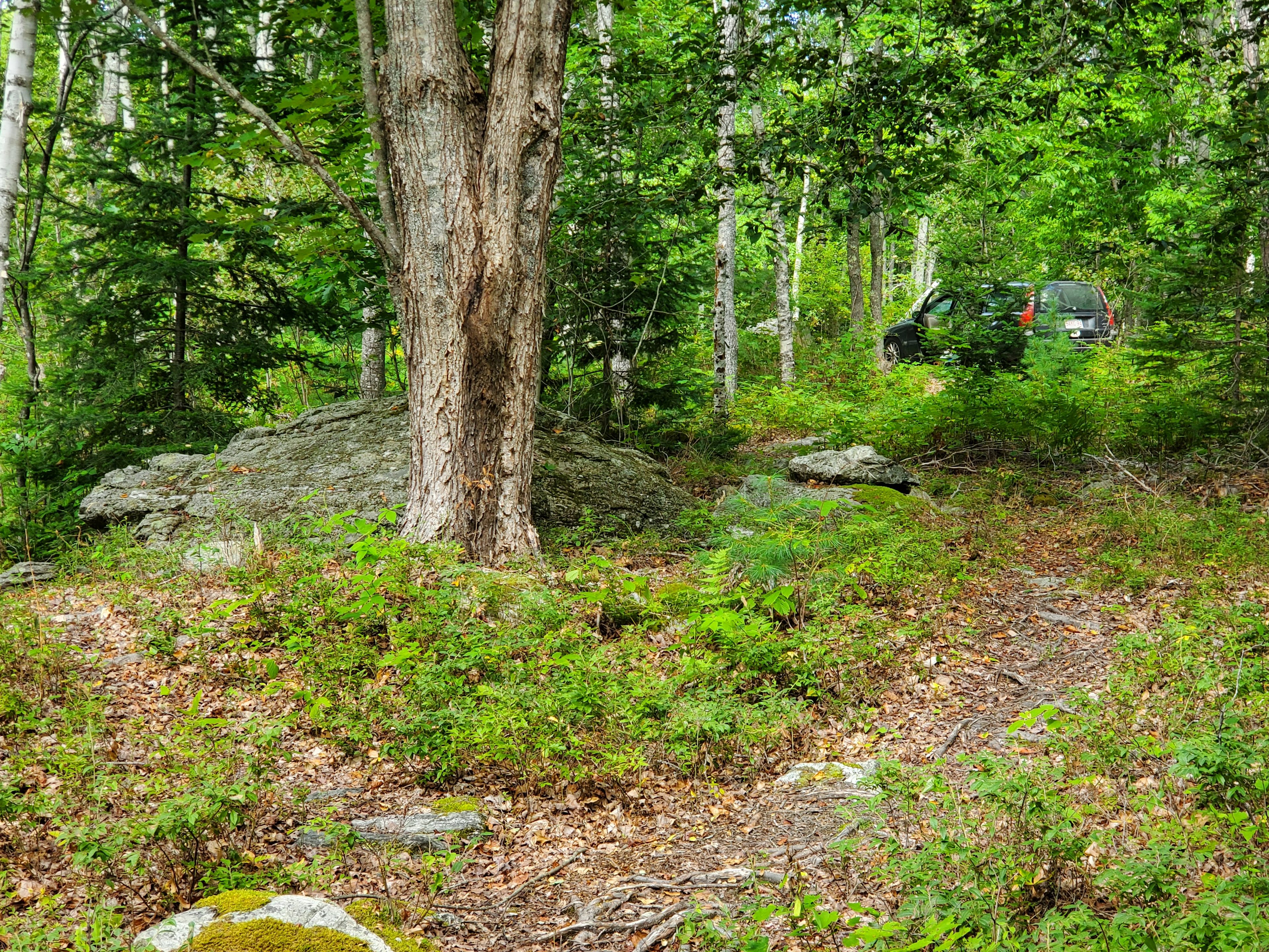 Backroad to Acadia