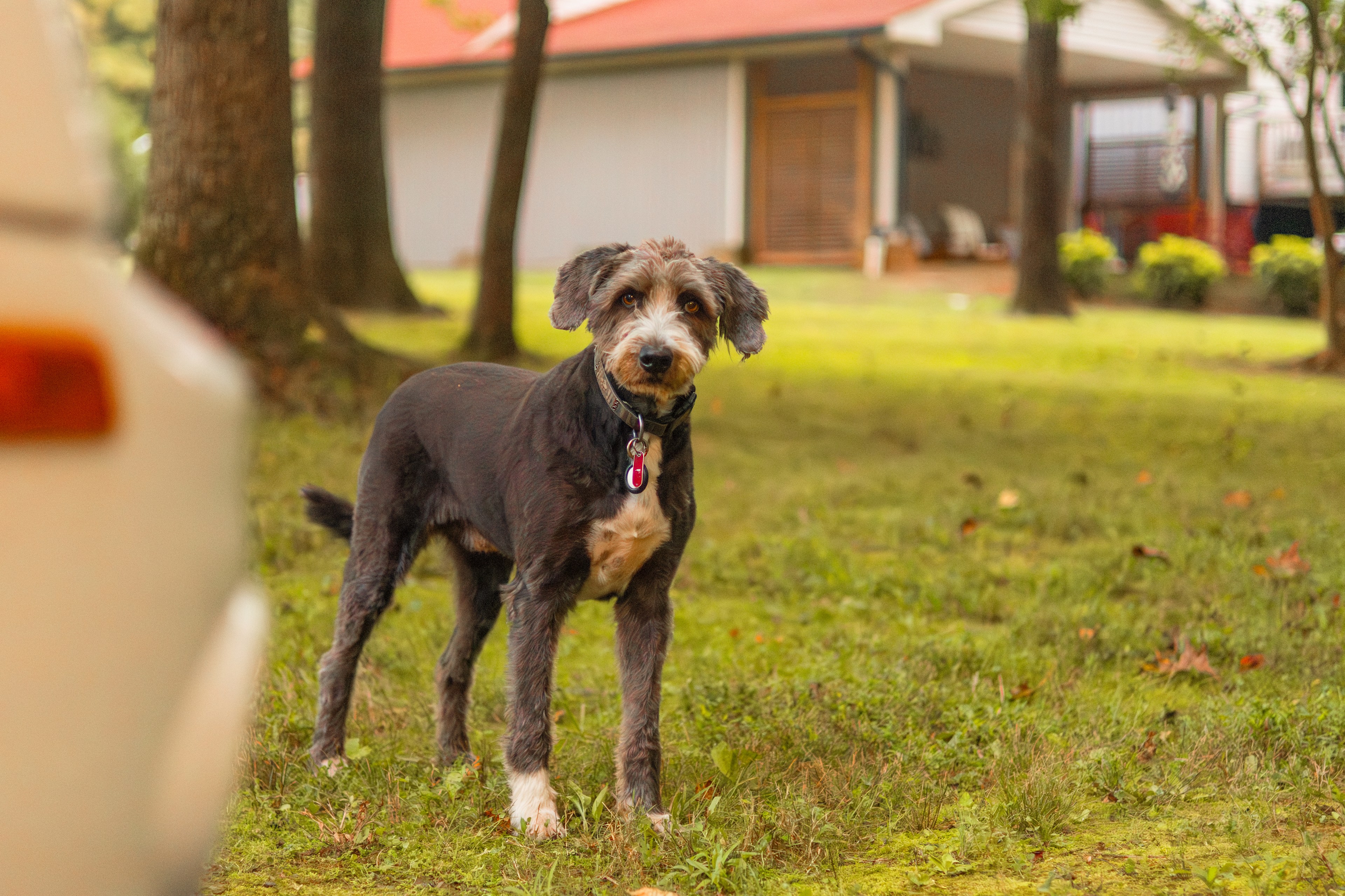 Sebastian, curiously waiting to play
