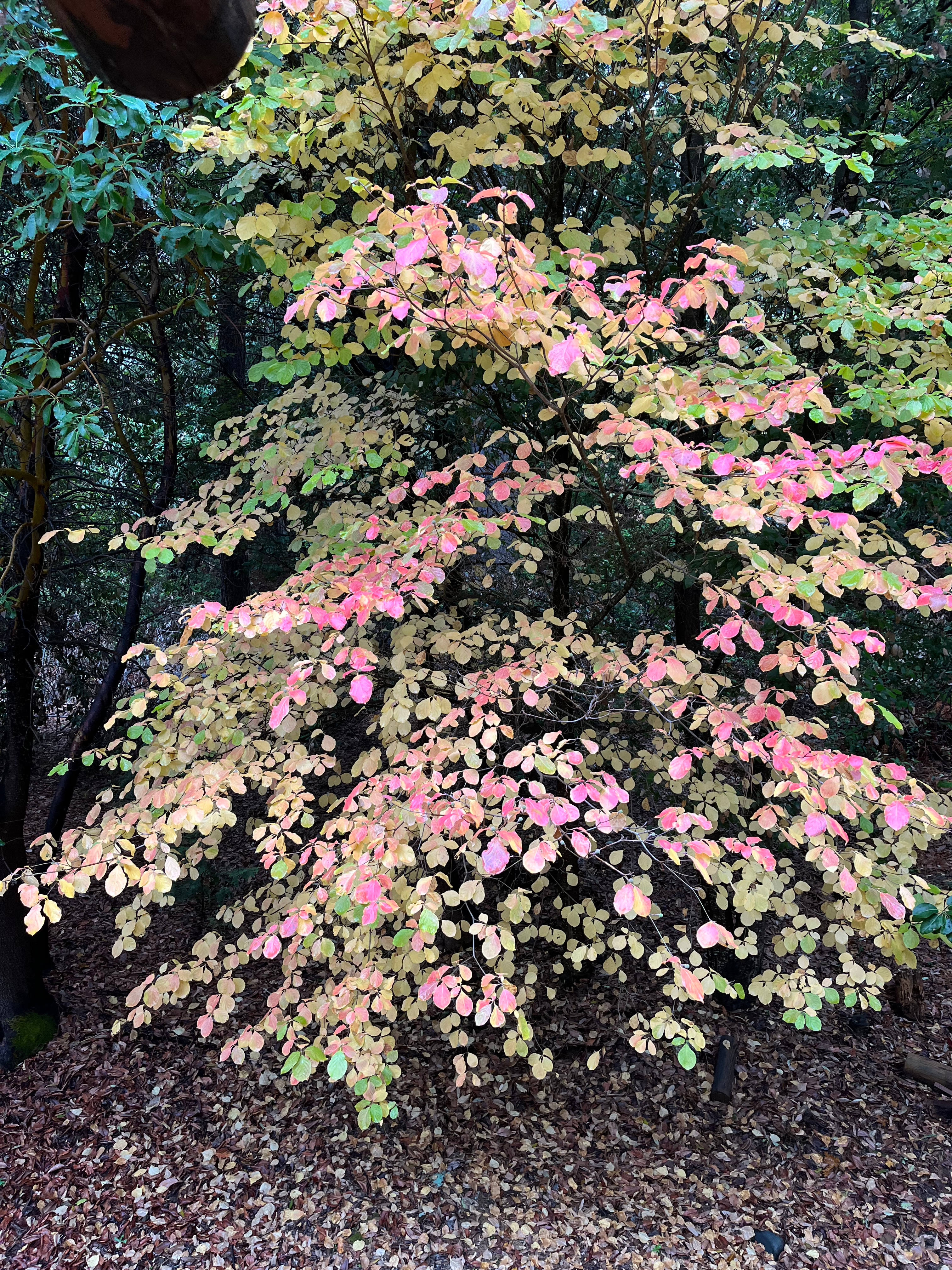 Bullards Bar Retreat