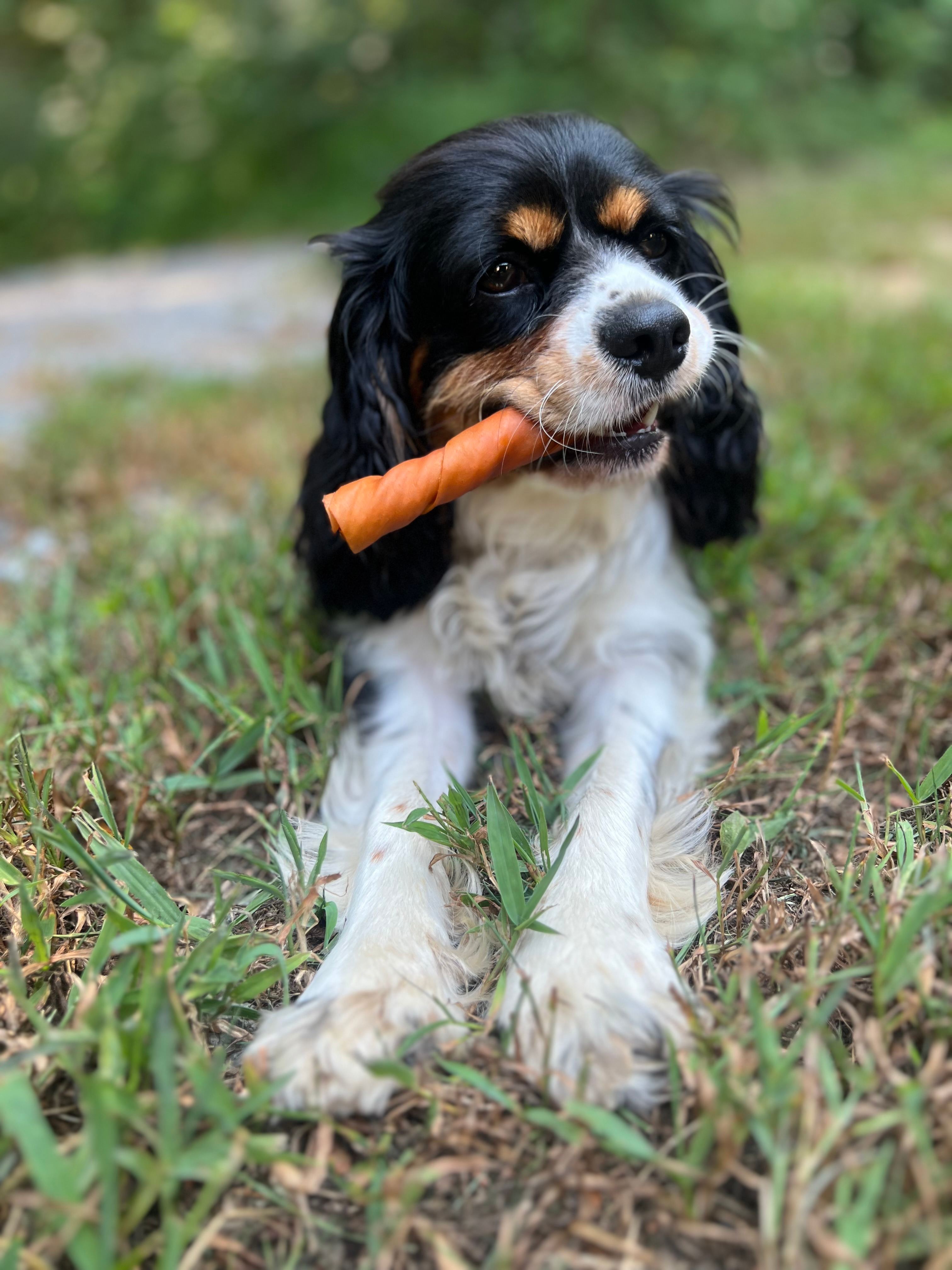 Pets enjoying camping