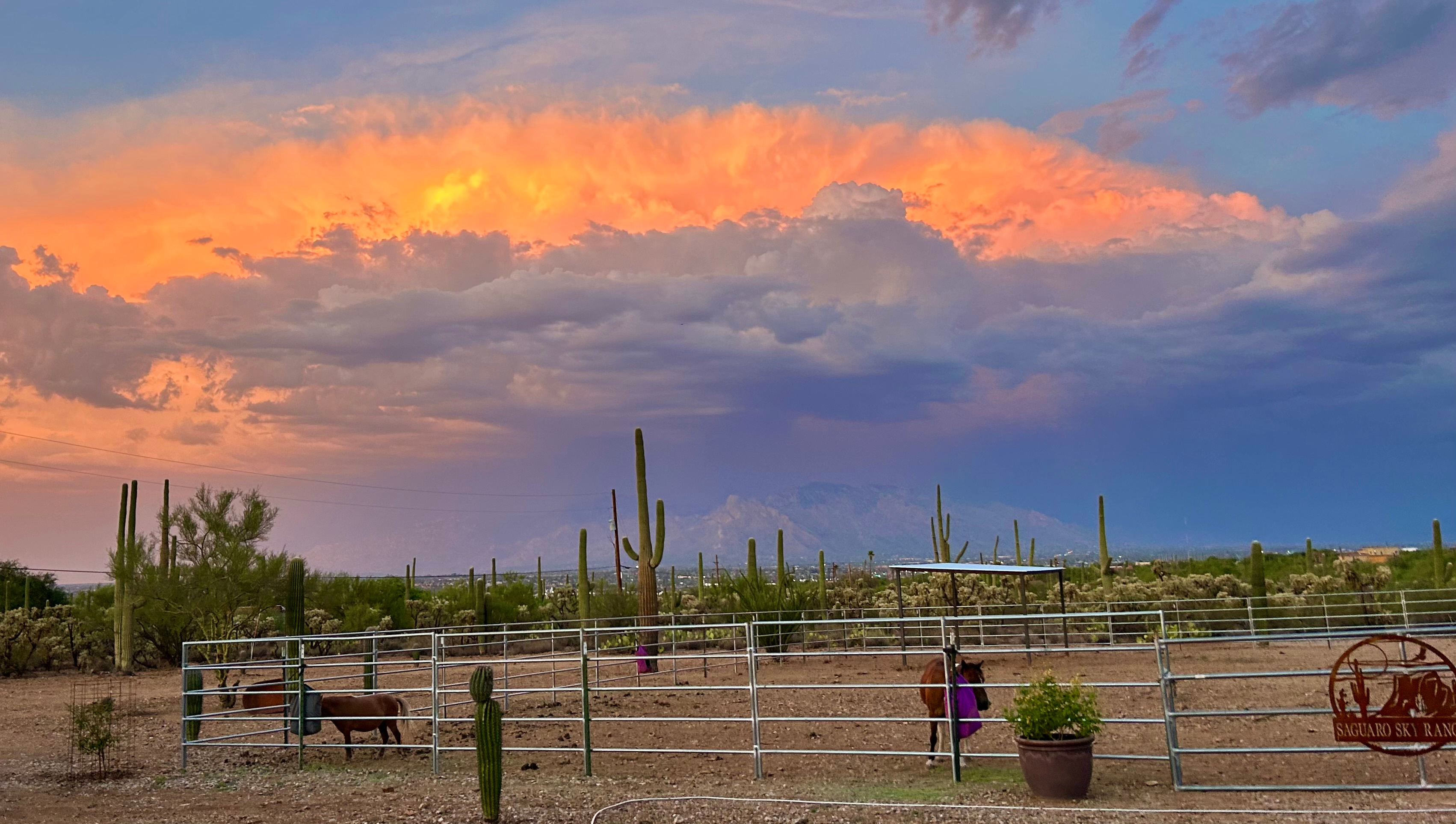 Tucson Saguaro sky