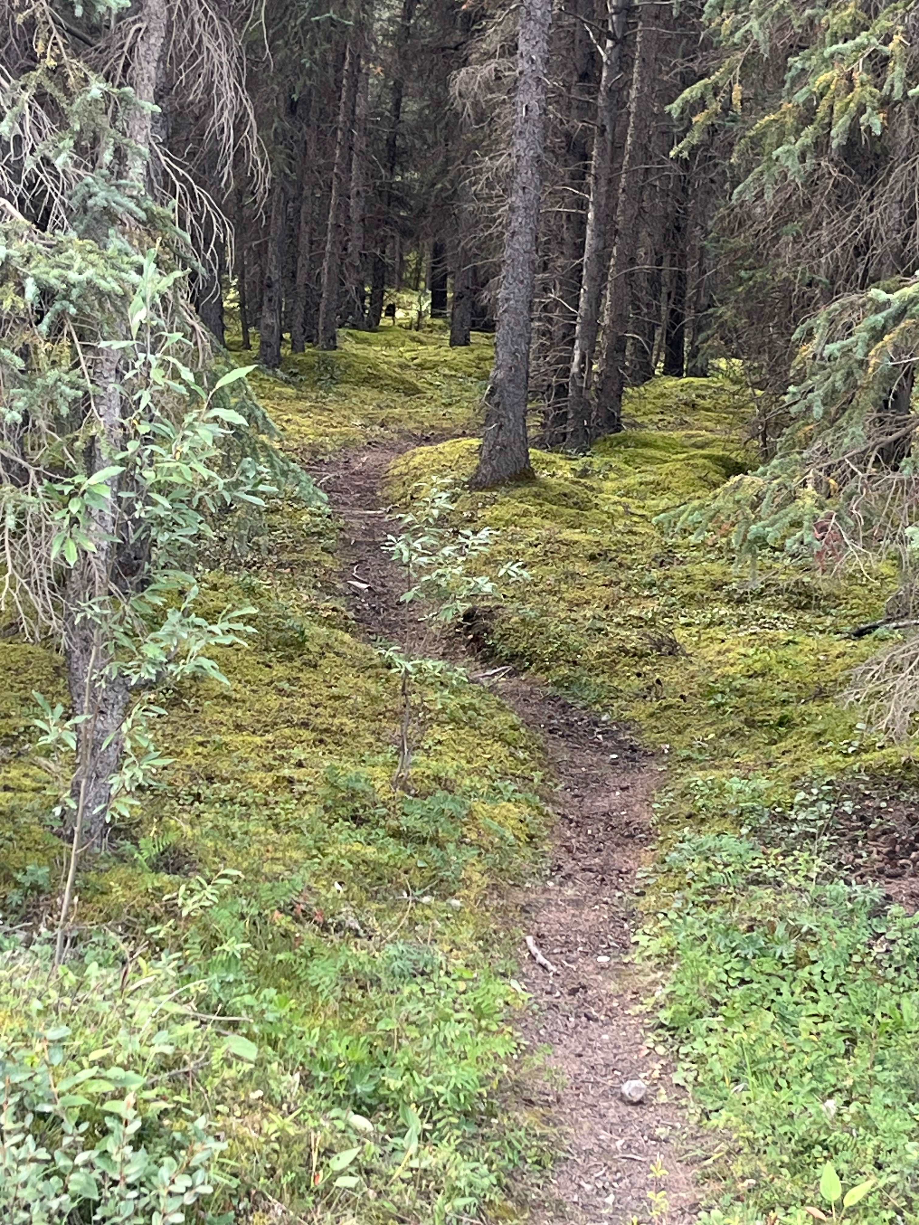 Trails near camp 
