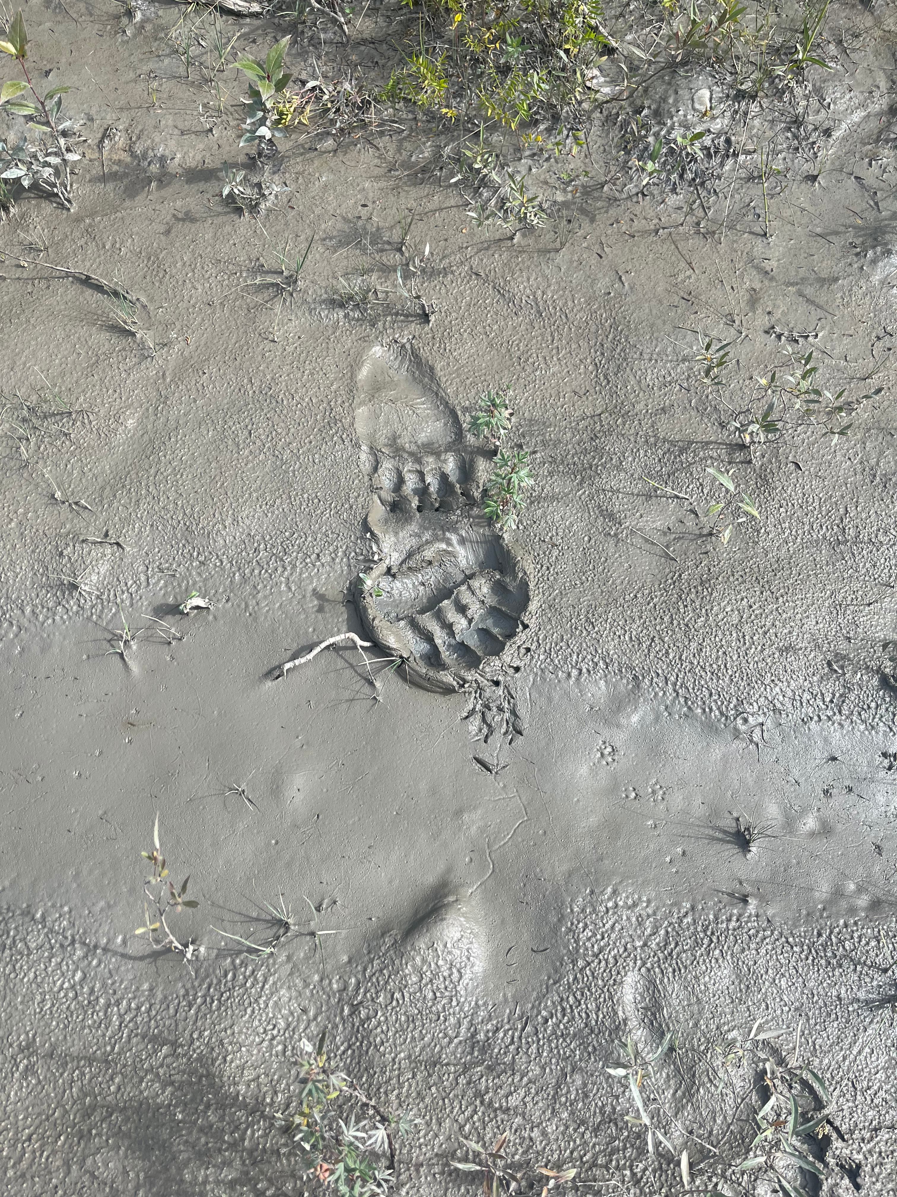 River behind camp, grizzly tracks 
