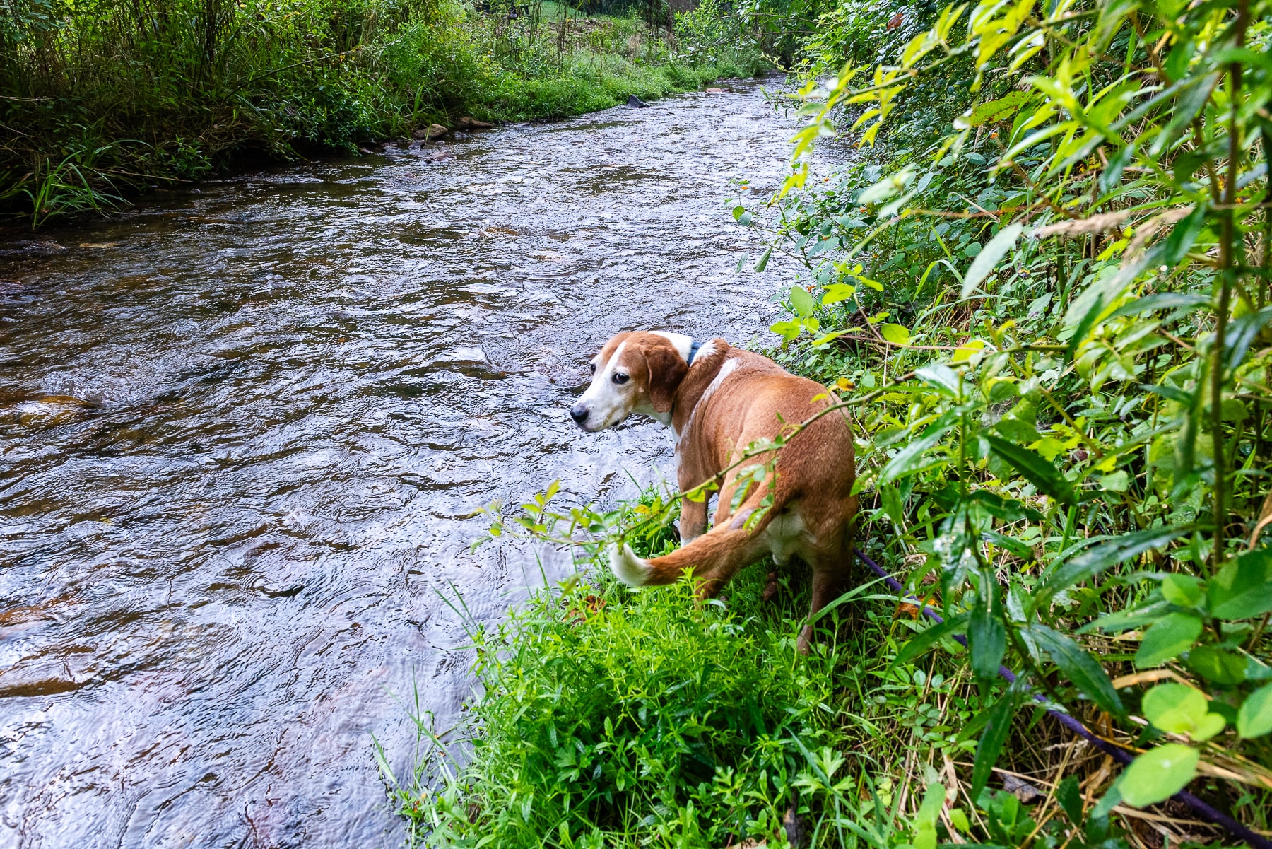 Louis inspects the creek during his morning doggie walk