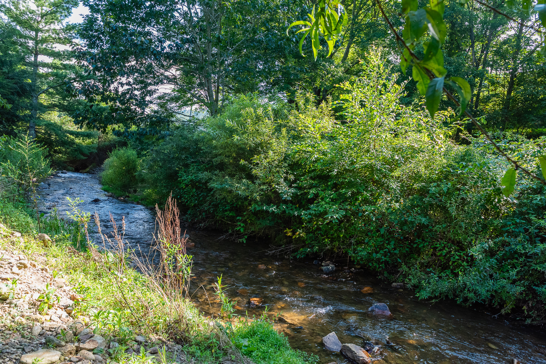 Creek directly behind our tent