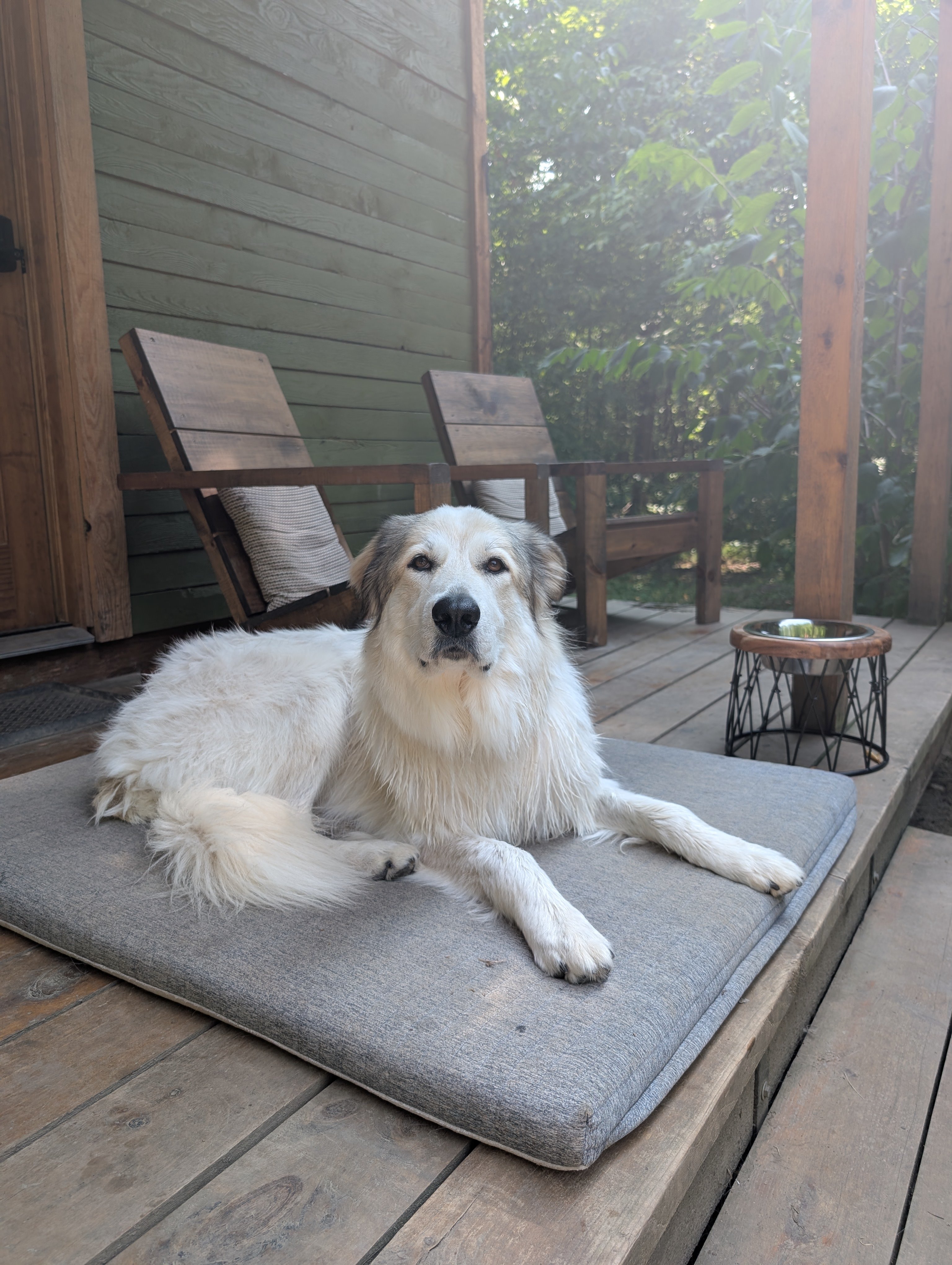 Our pup loved the cabin! A perfect place to relax and listen the forest.