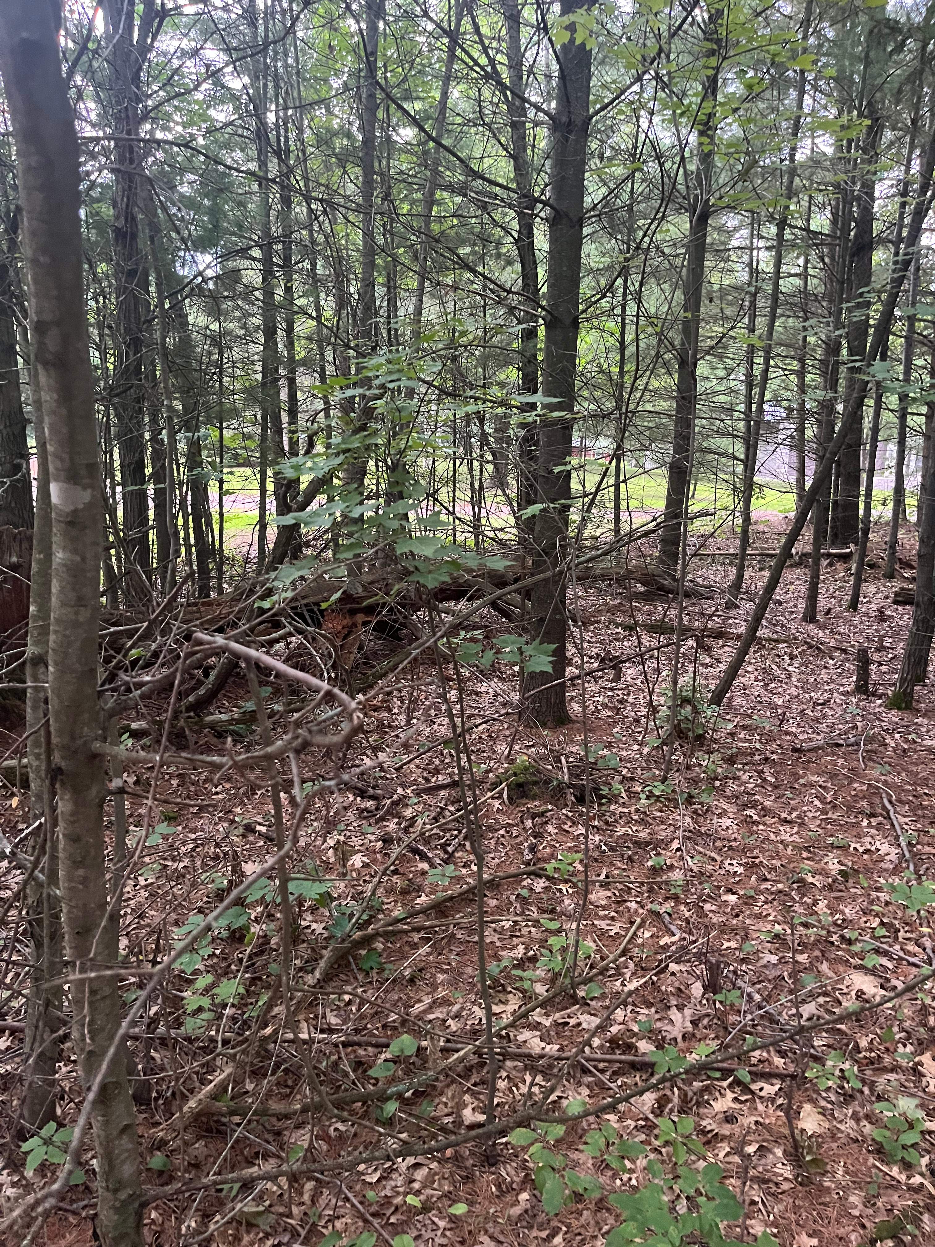 Forested area in which the site is located.