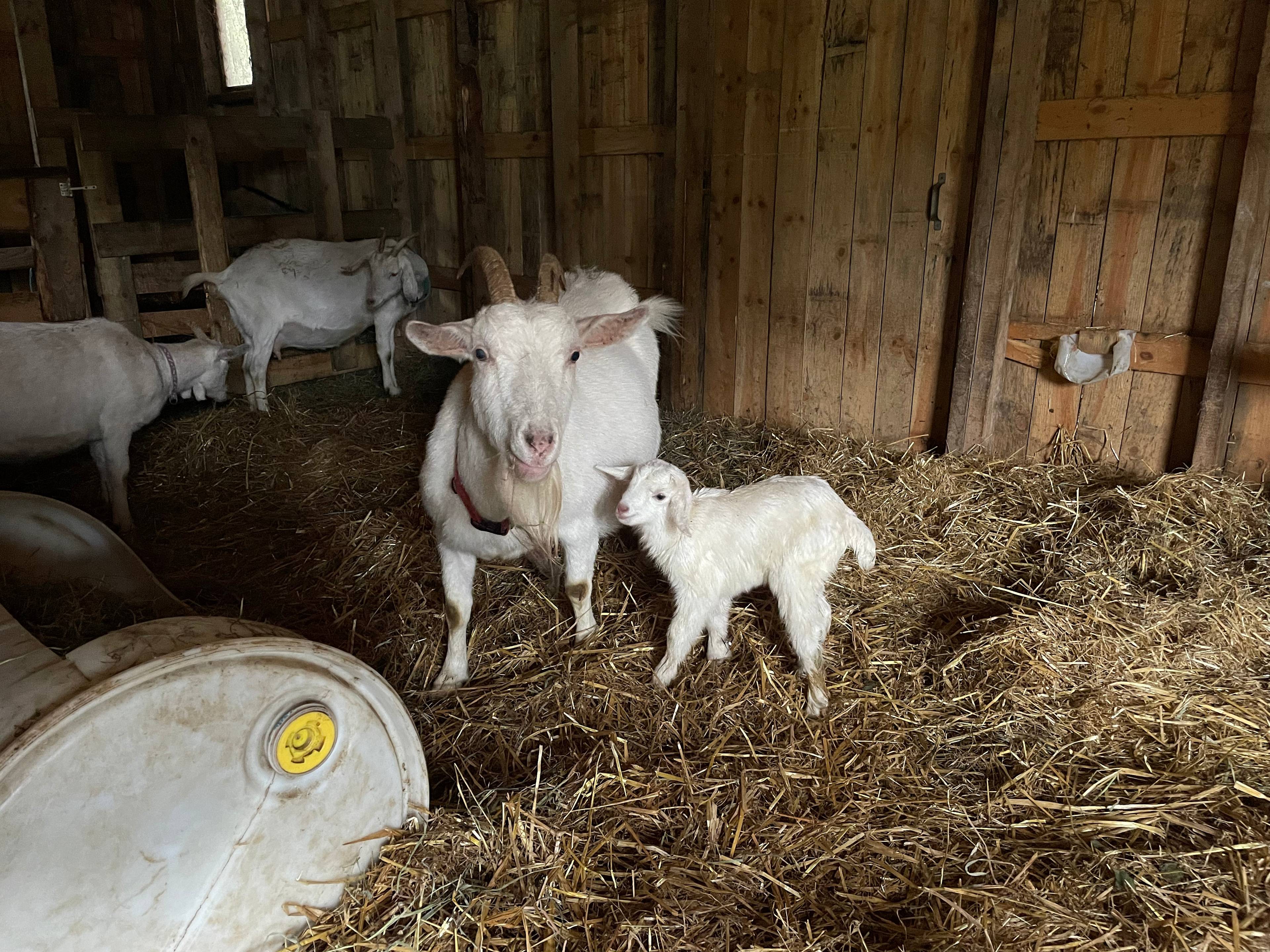 Fairlight Farm & Forest Centre