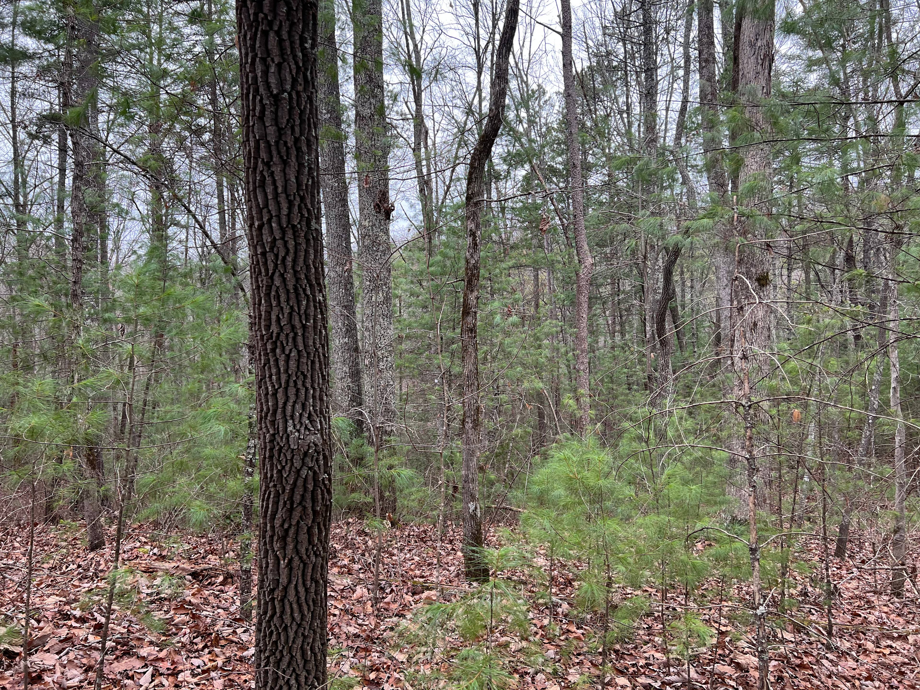 Black Mountain Lookout Camp