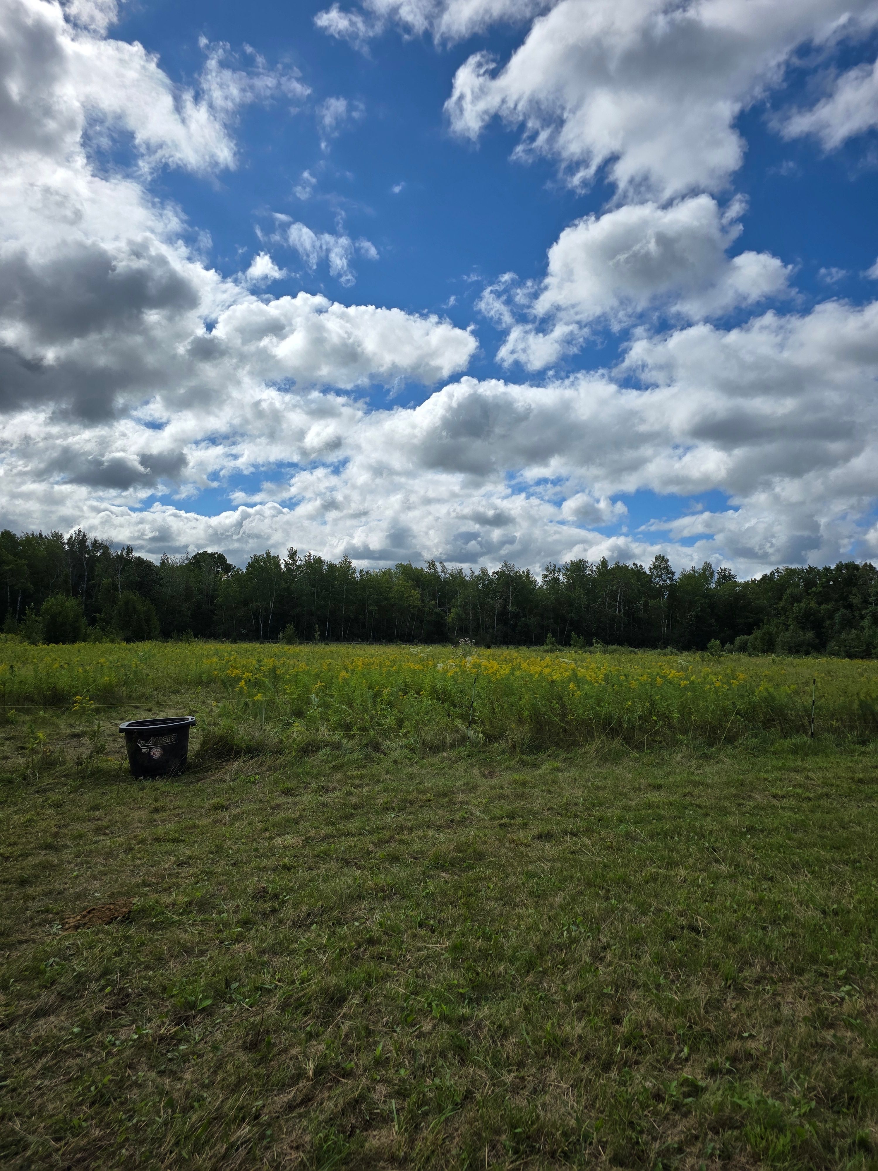 Raspberry Bramble Homestead