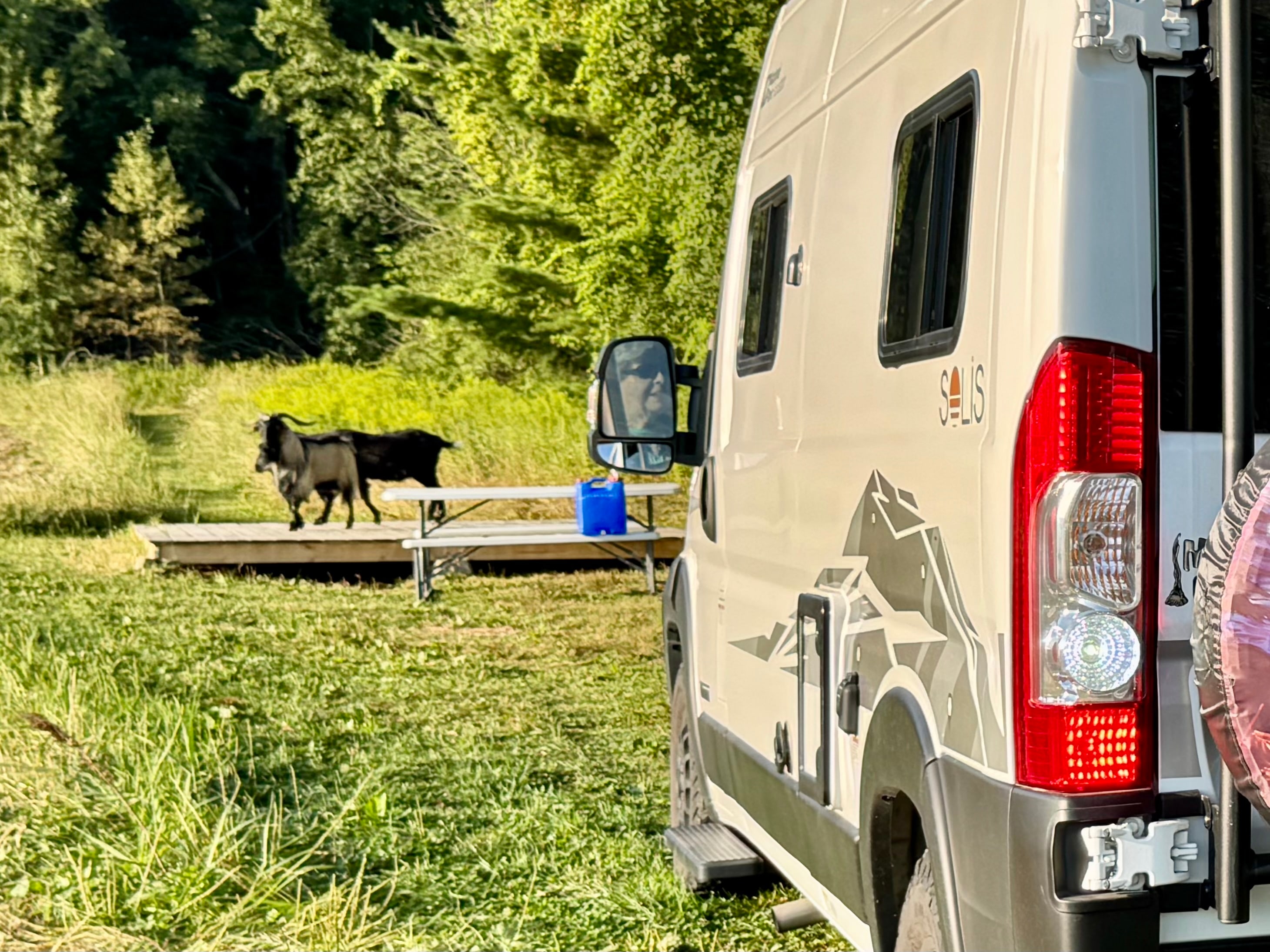Laughing Goat Fiber Farm