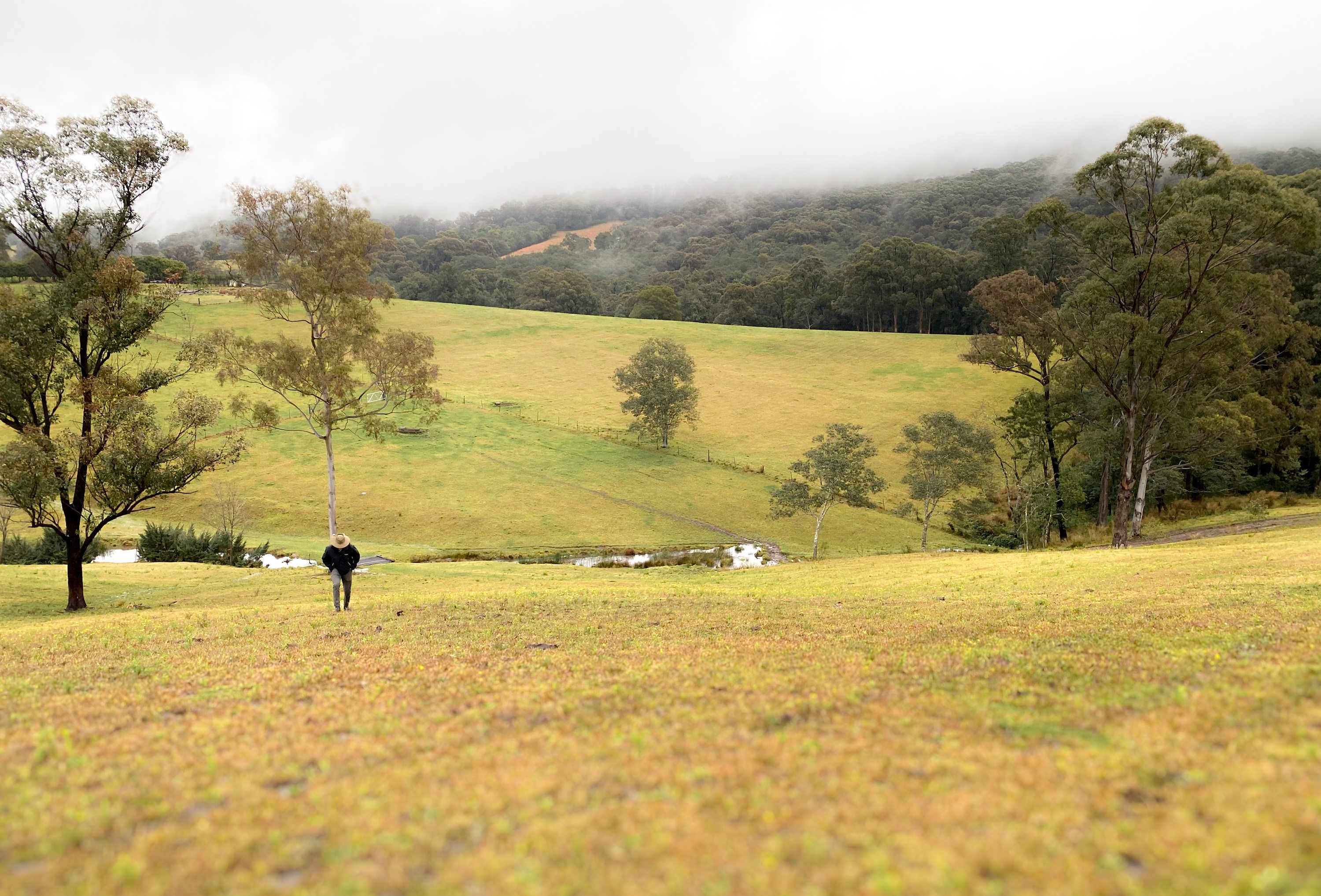 Wandering the farmland to go see the baby calf