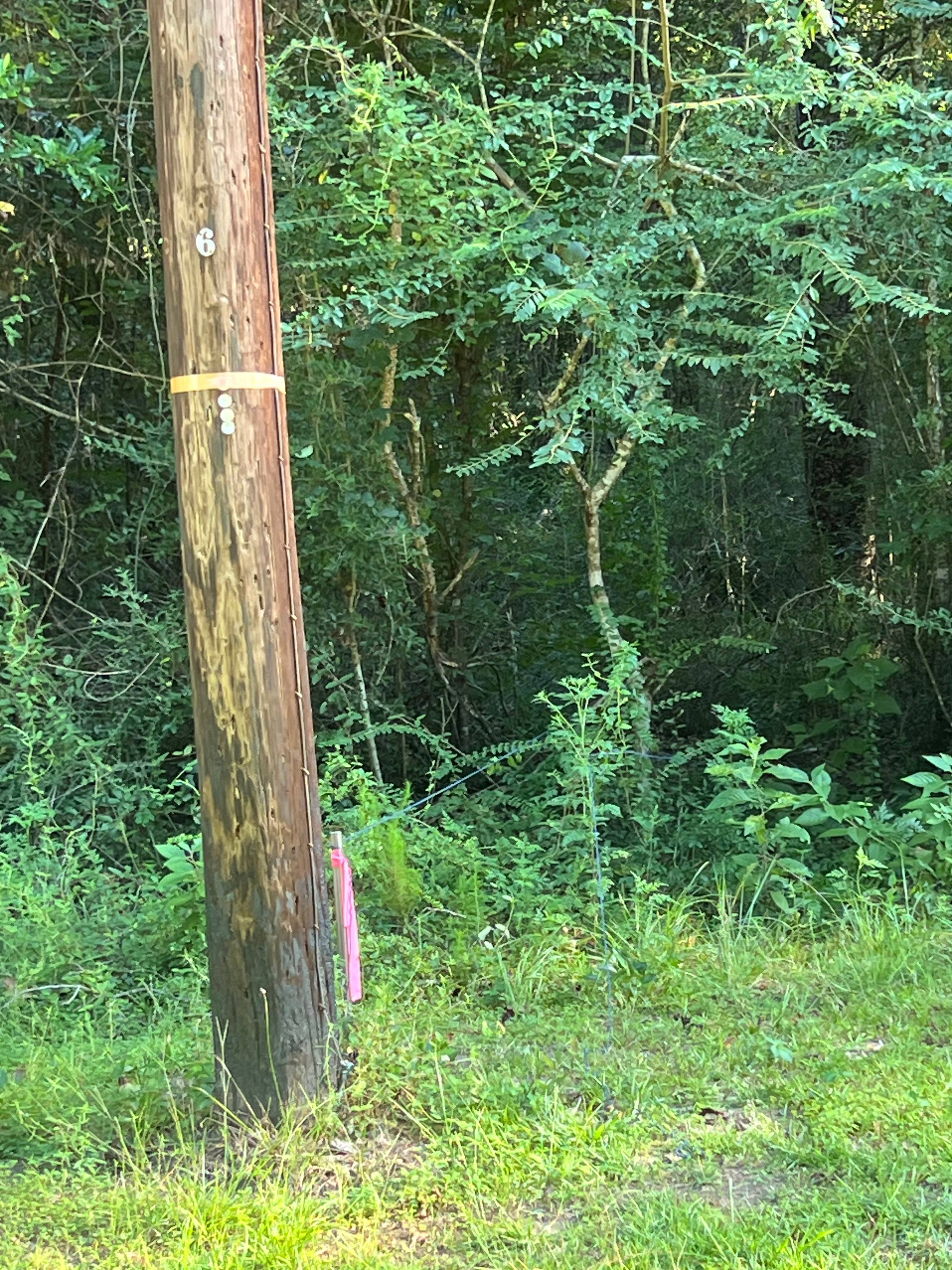 Plentiful C & T Forestry Camp