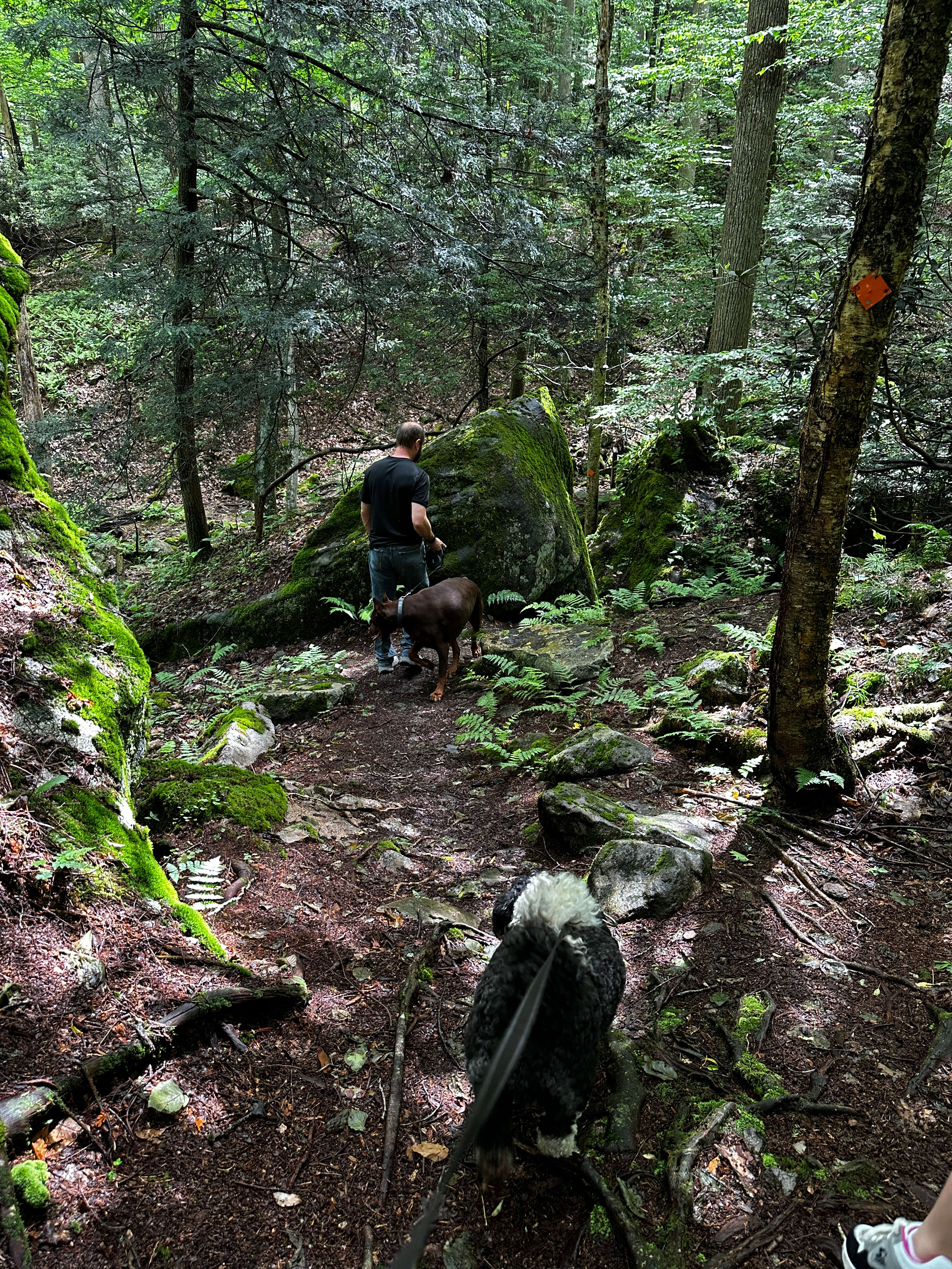 Holly River State Park