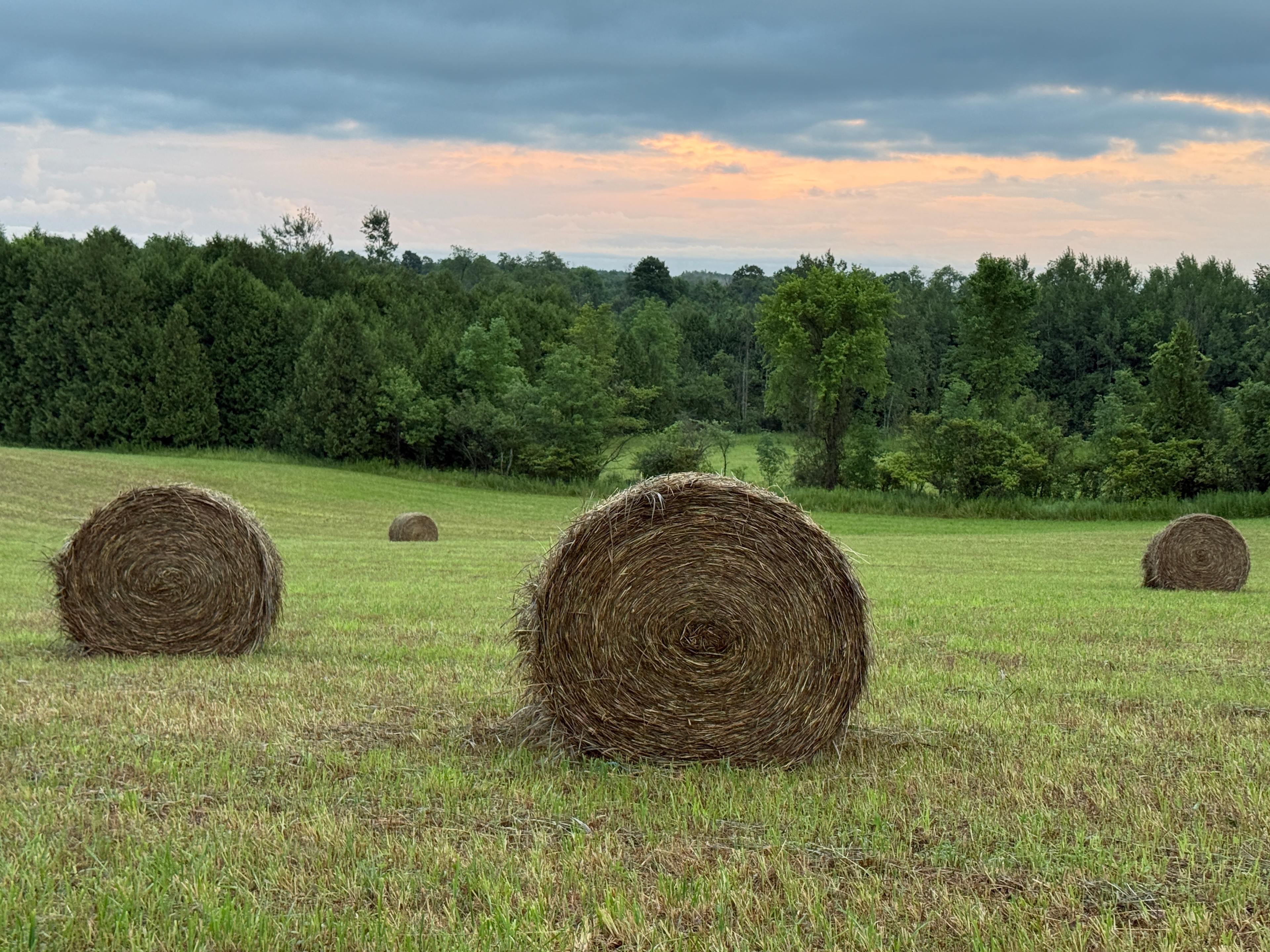 Meadow Bunkie on 88 Acres