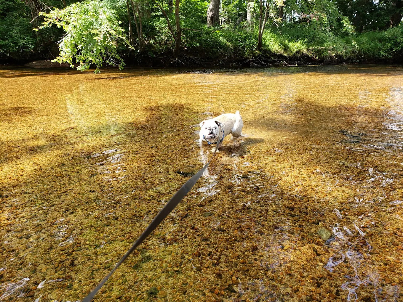 Bearcamp River Campground