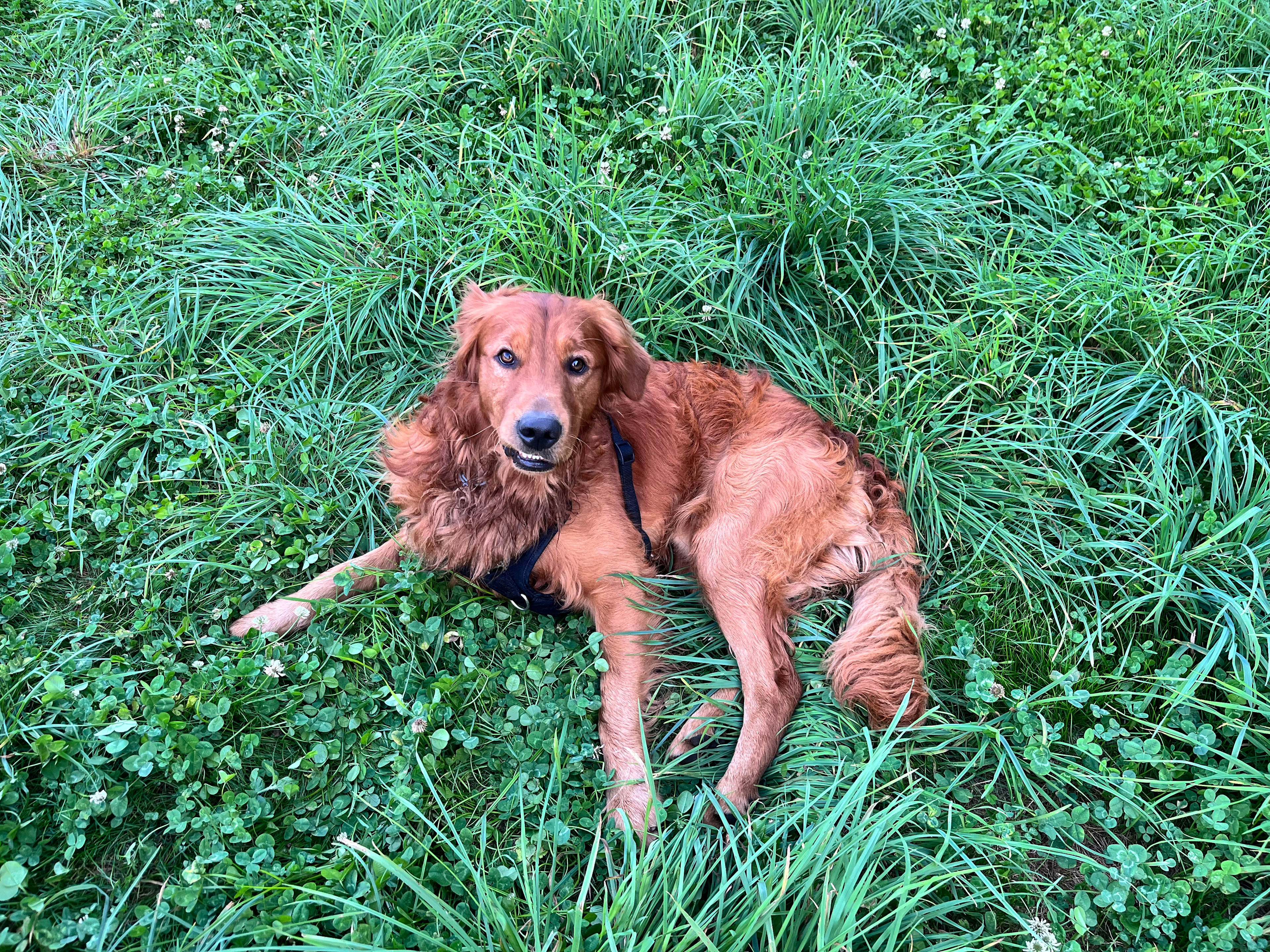 Luca loved swimming nearby