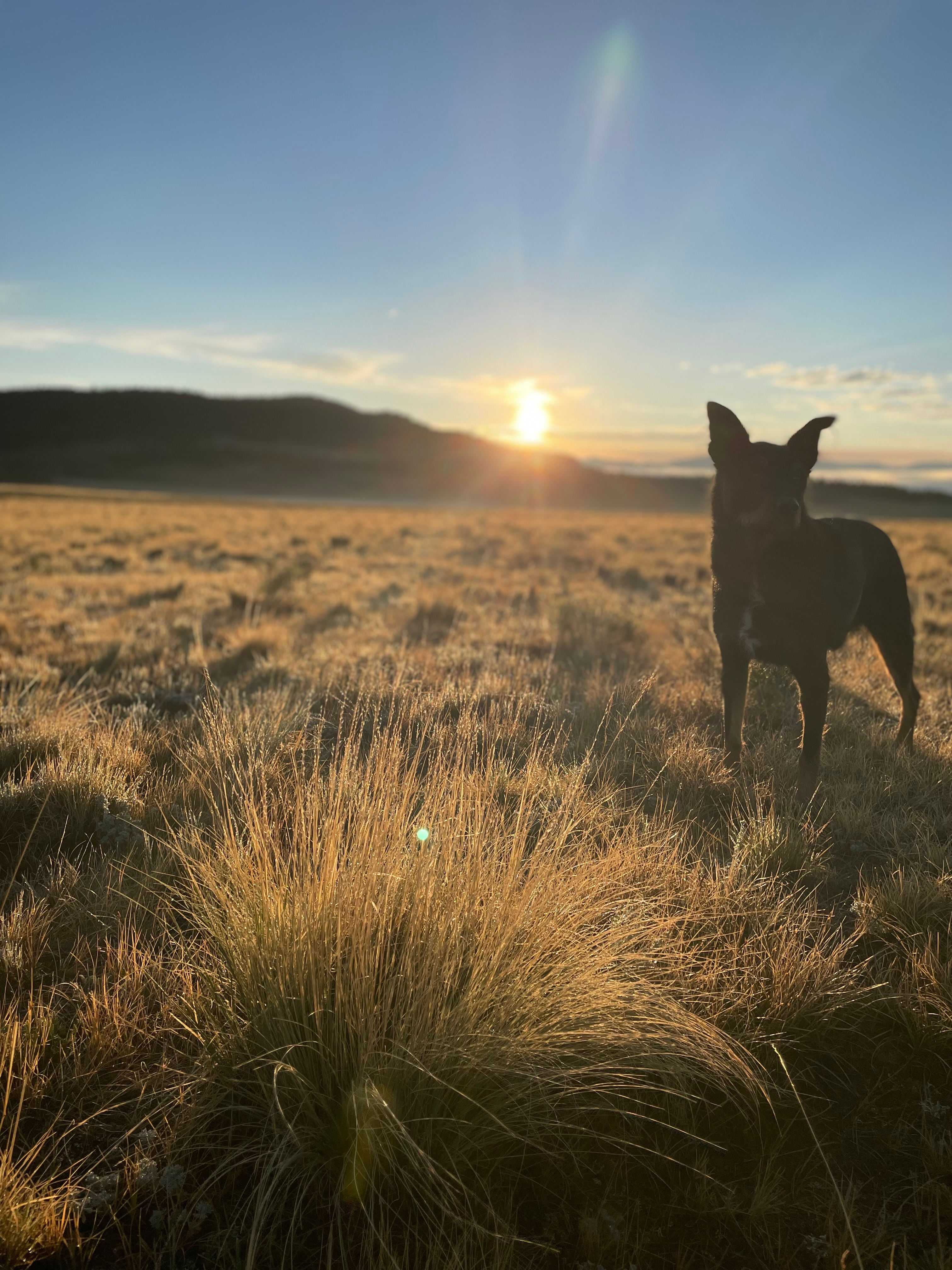 My dog was loving the room to run
