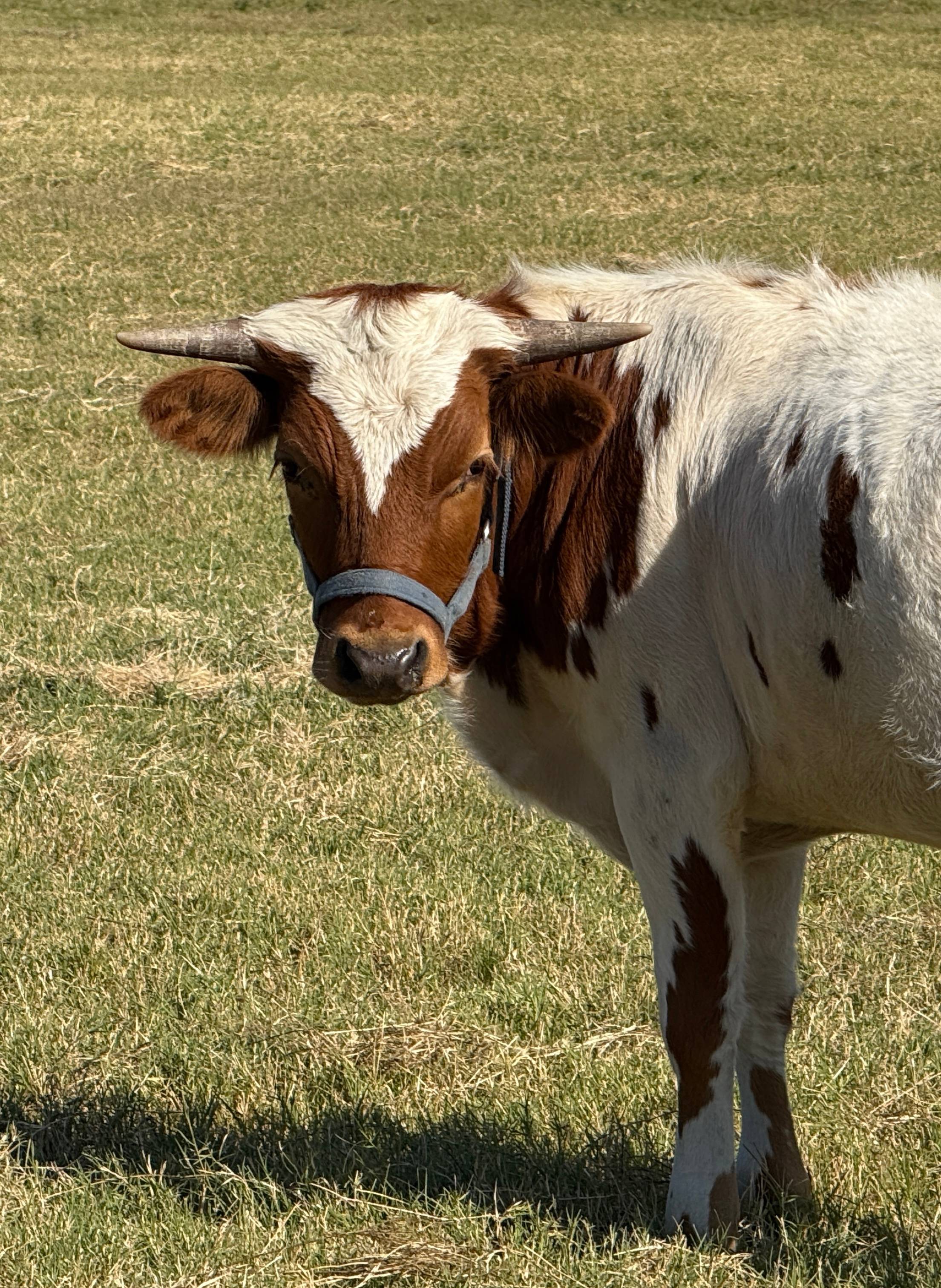 Legacy Longhorn Ranch and RV Resort