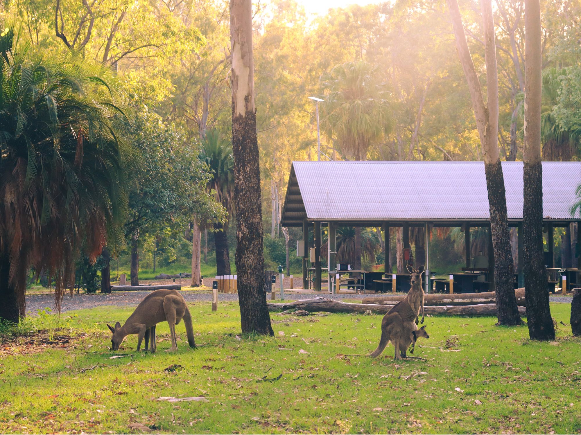 BIG4 Carnarvon Gorge Holiday Park