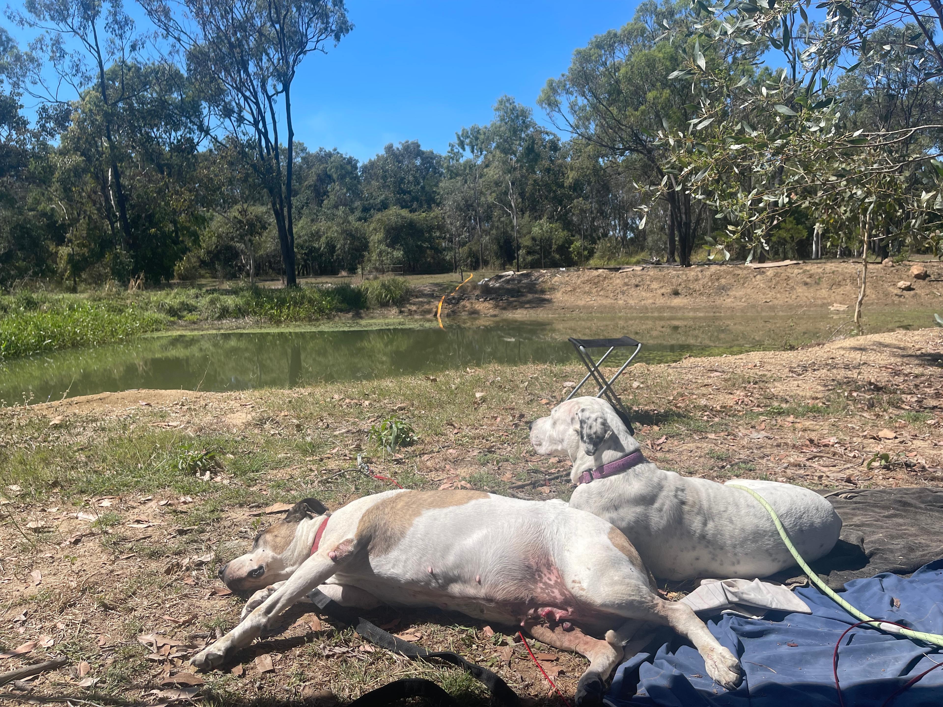 Our little peace of country