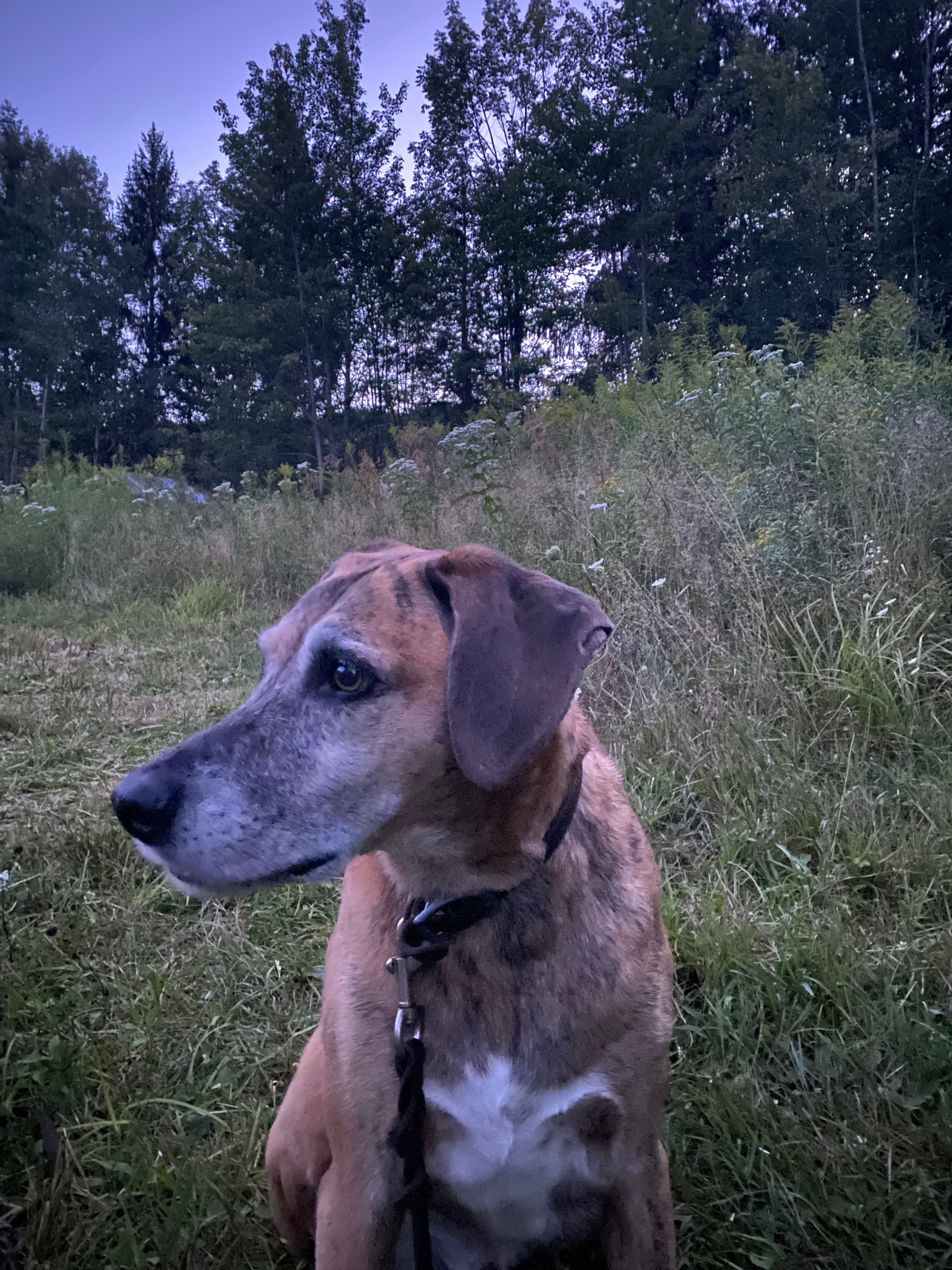 Constellations And Campfires