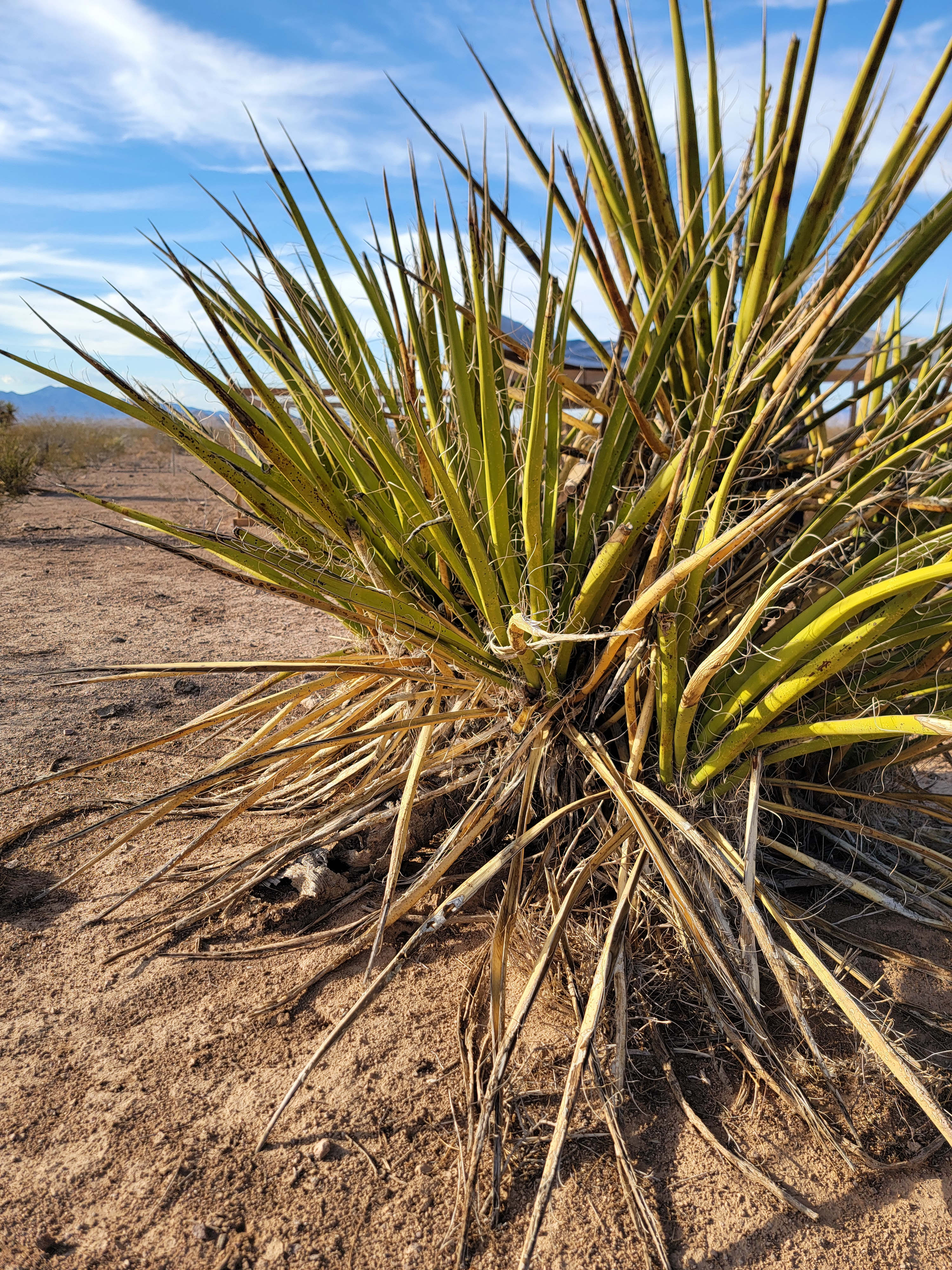 Reptile Ranch And Rescue