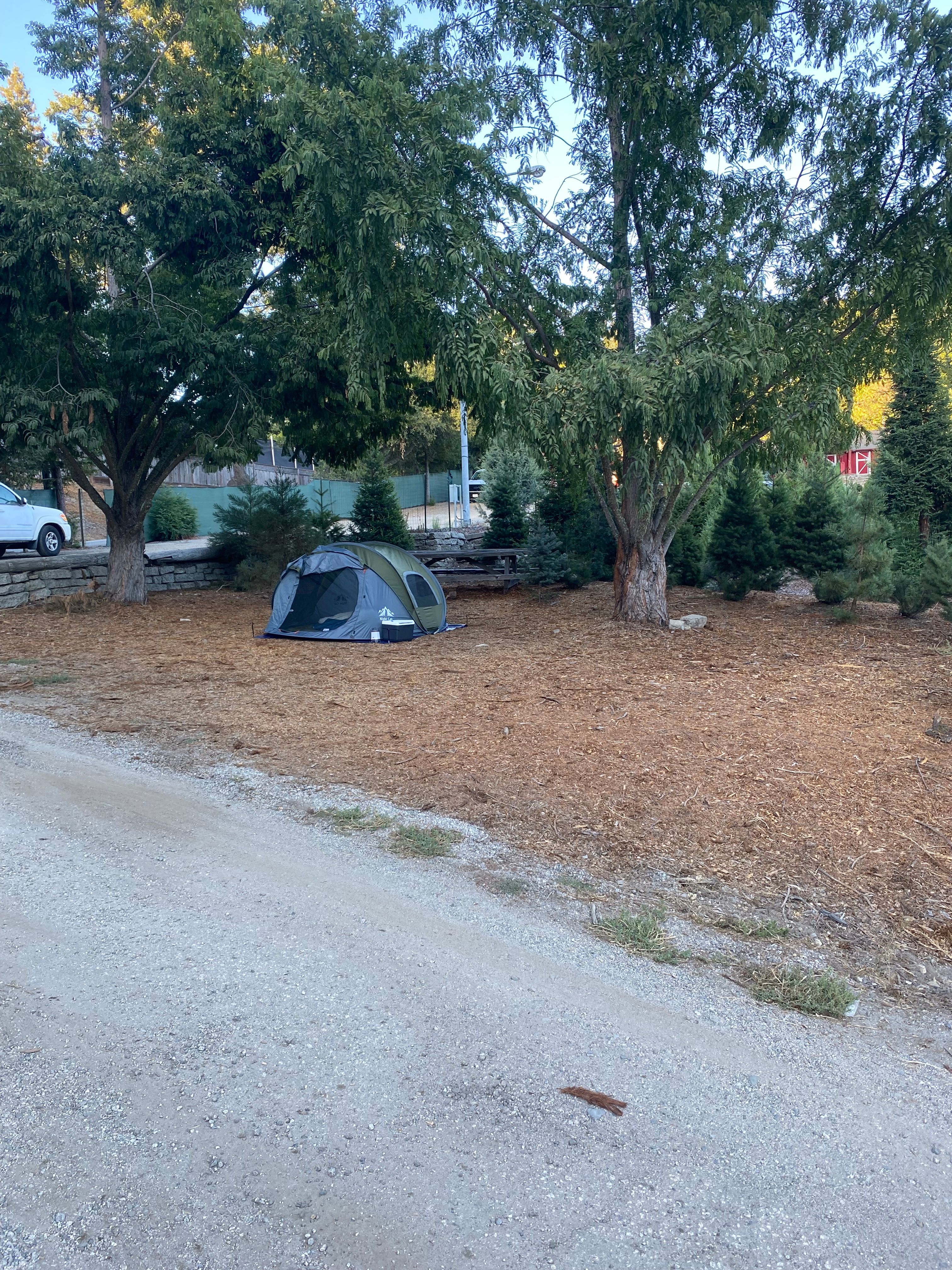 Patchen Christmas Tree Farm