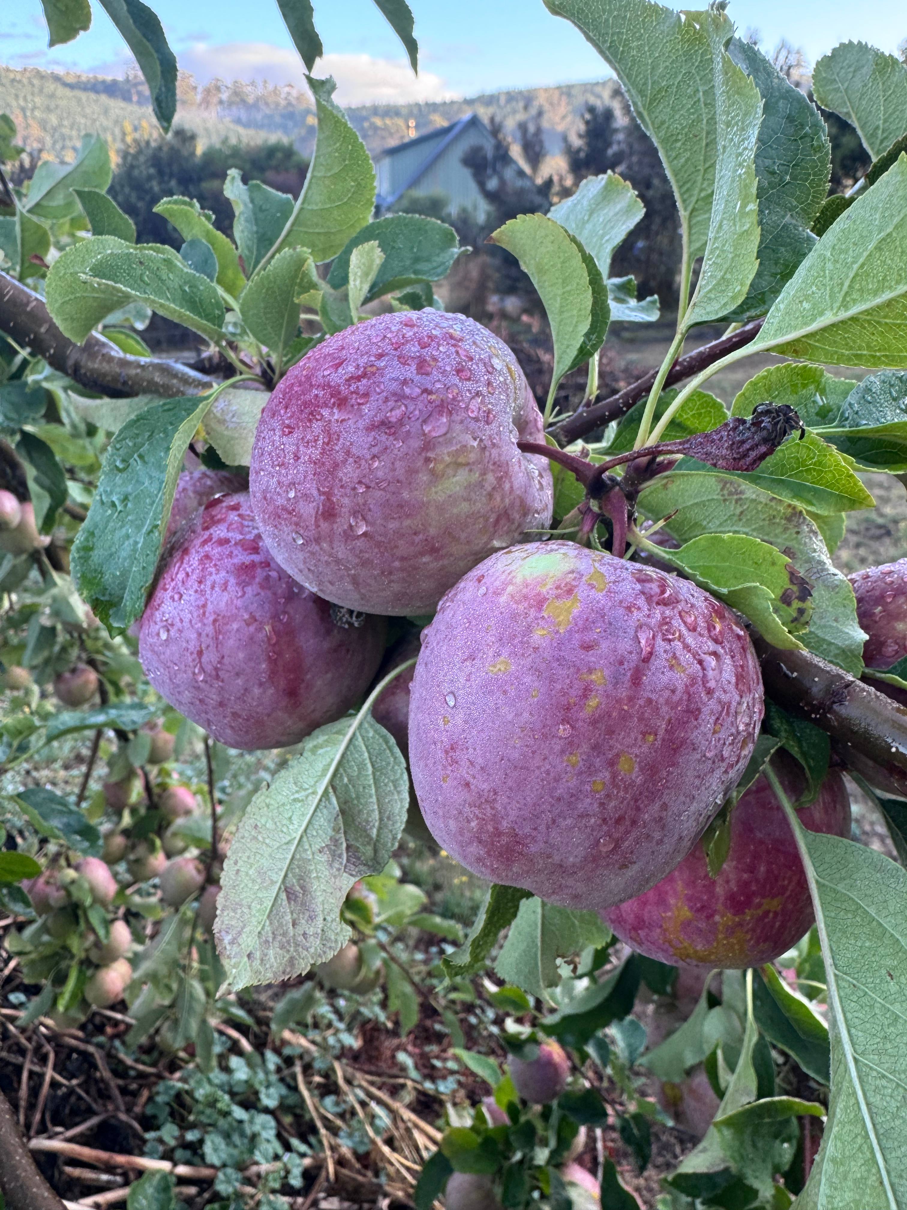 Misty mountain homestead