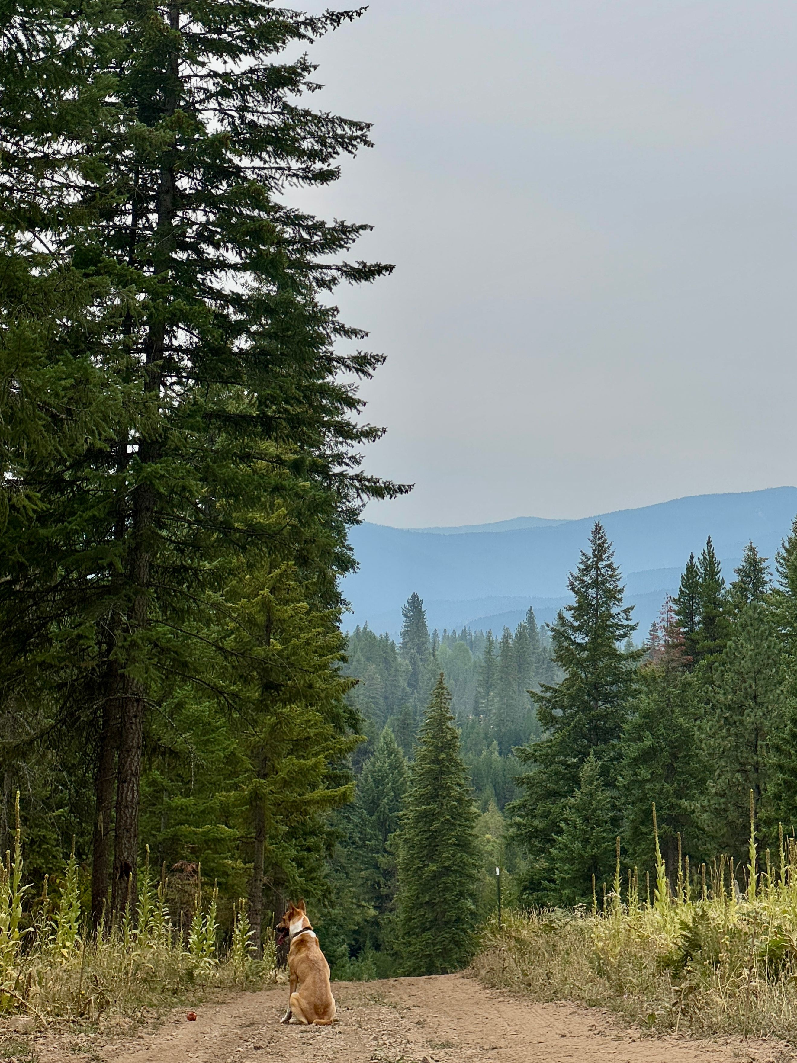 Fox Lane Private Campsite