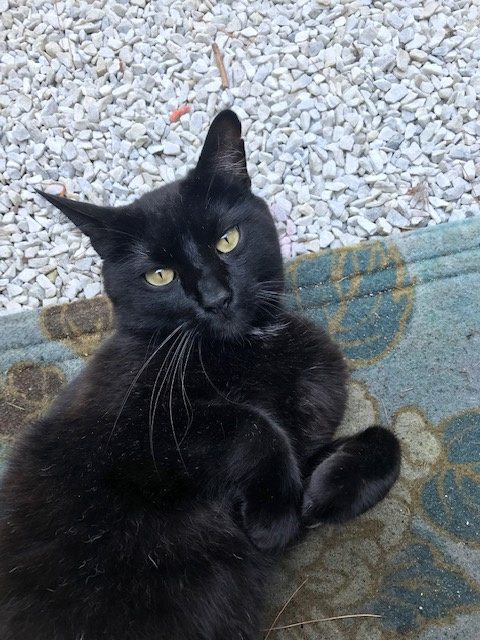 Happy Hippie Lane Maine