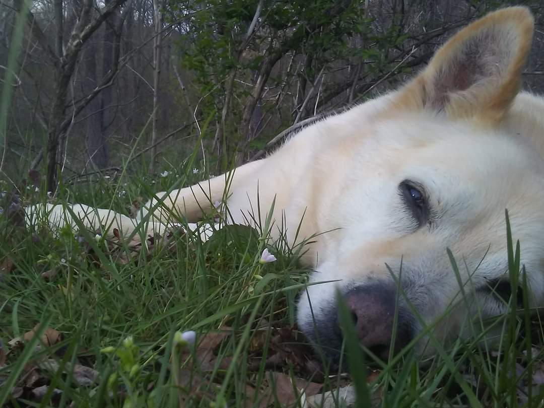 This is Zeke.  We named our Hipcamp after him.  Unlike all the other best-dogs-ever, he was truly the best dog ever.