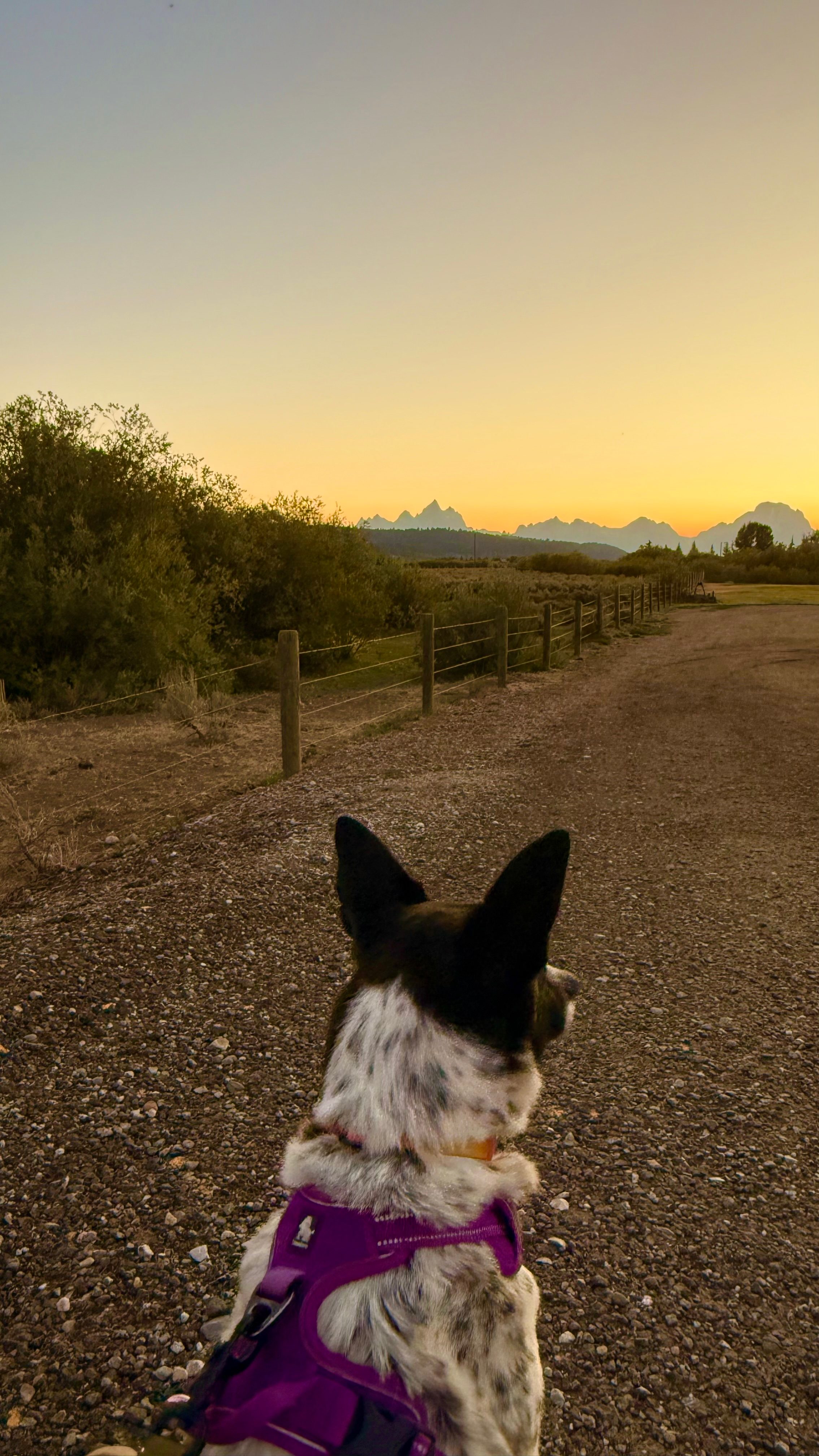 Even the dog loved the sunset over the Tetons!