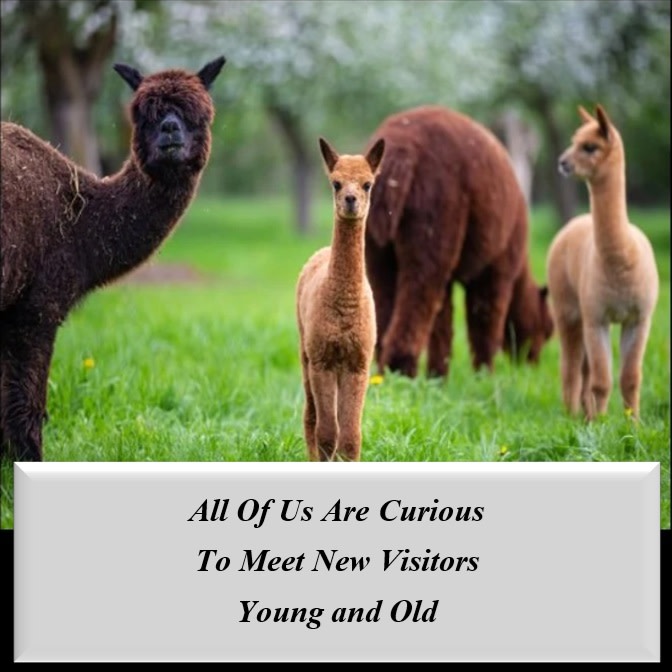 Strawbery Fields Alpaca Ranch