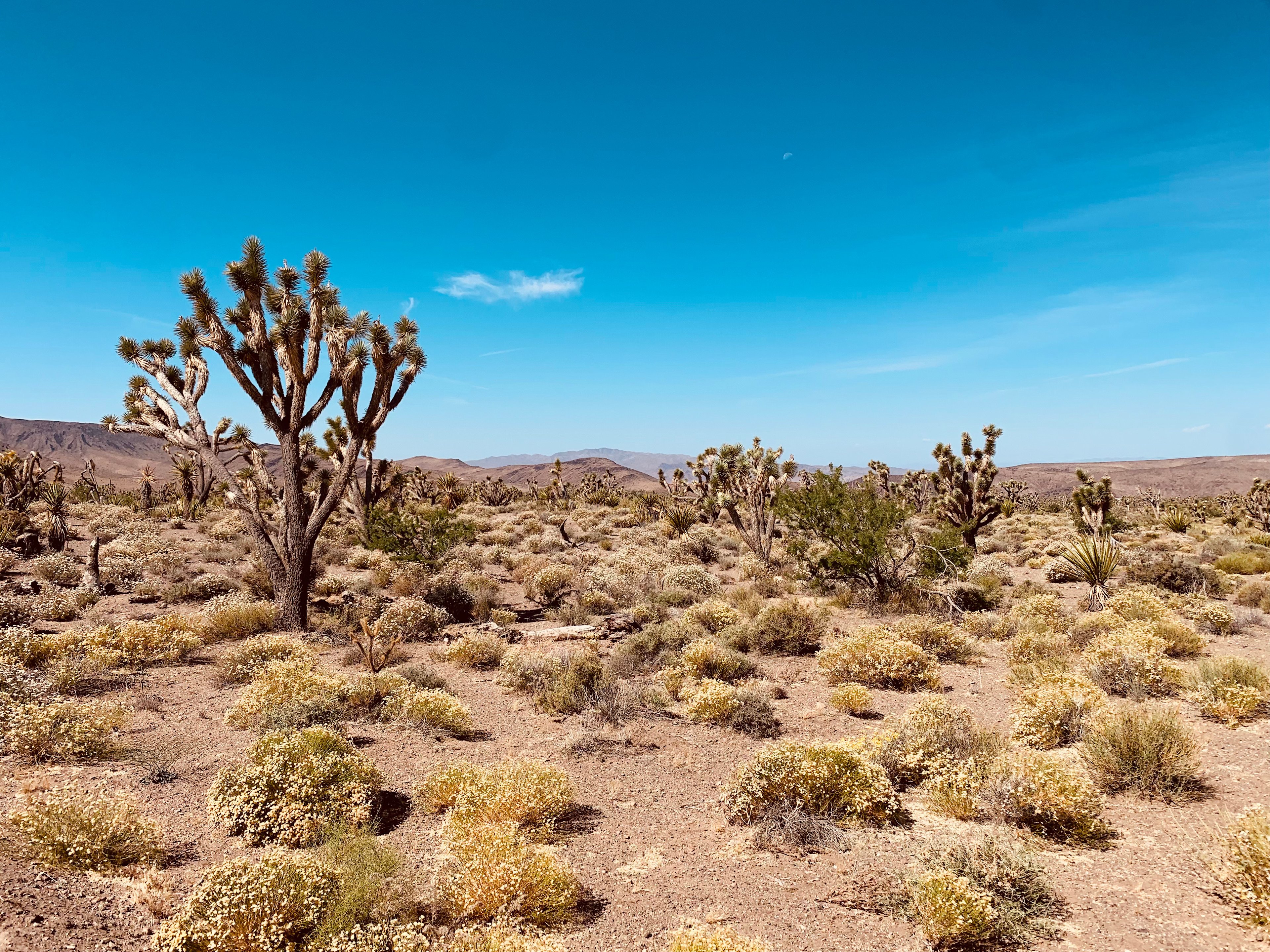 Natural beauty of the Mojave Desert. 
