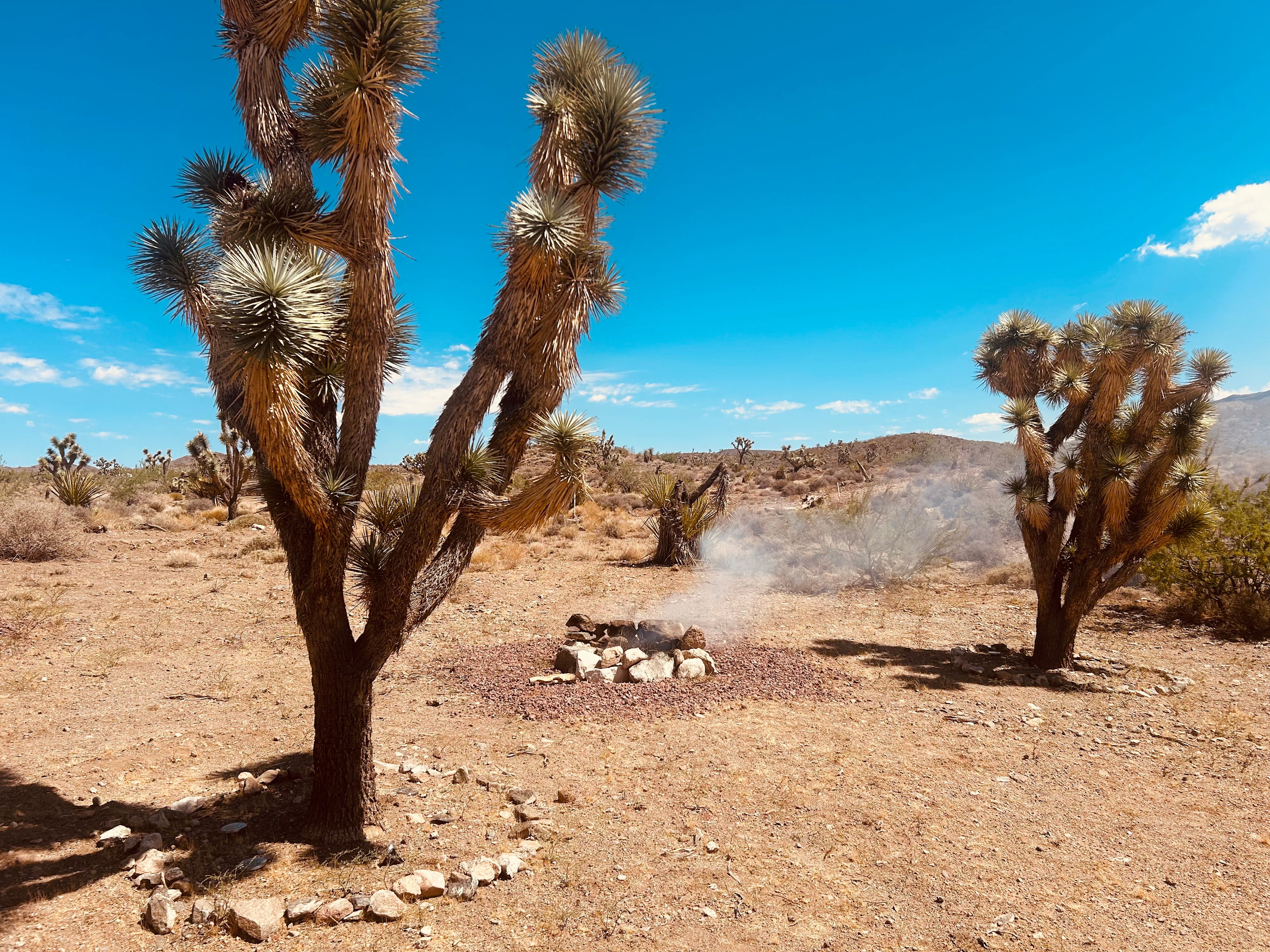 Fireplace nestled between two Joshua Trees for calm mornings and quiet evenings.